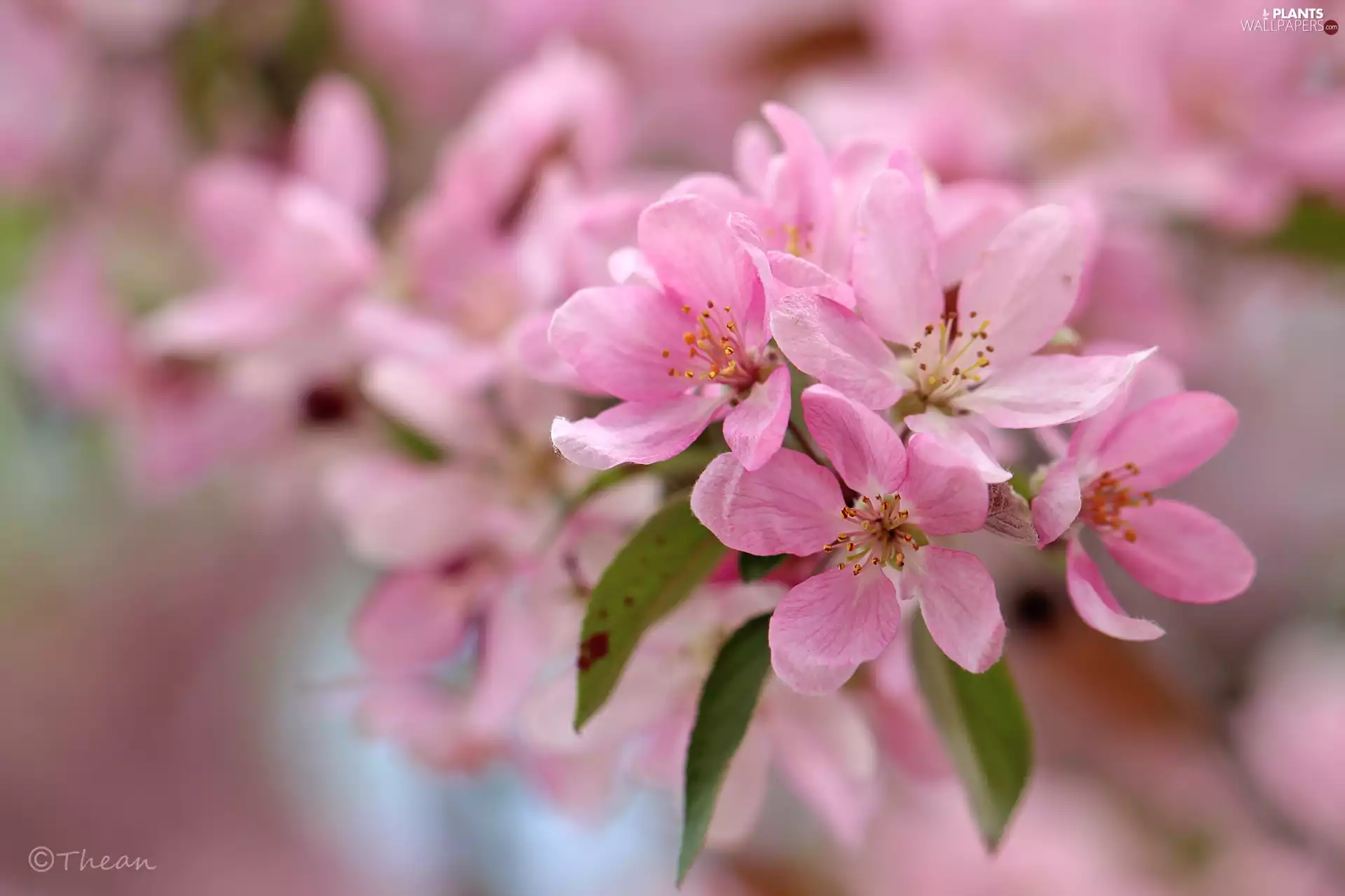 fruit, Flowers, apple-tree, trees, Pink, Heavenly Apple, fancy