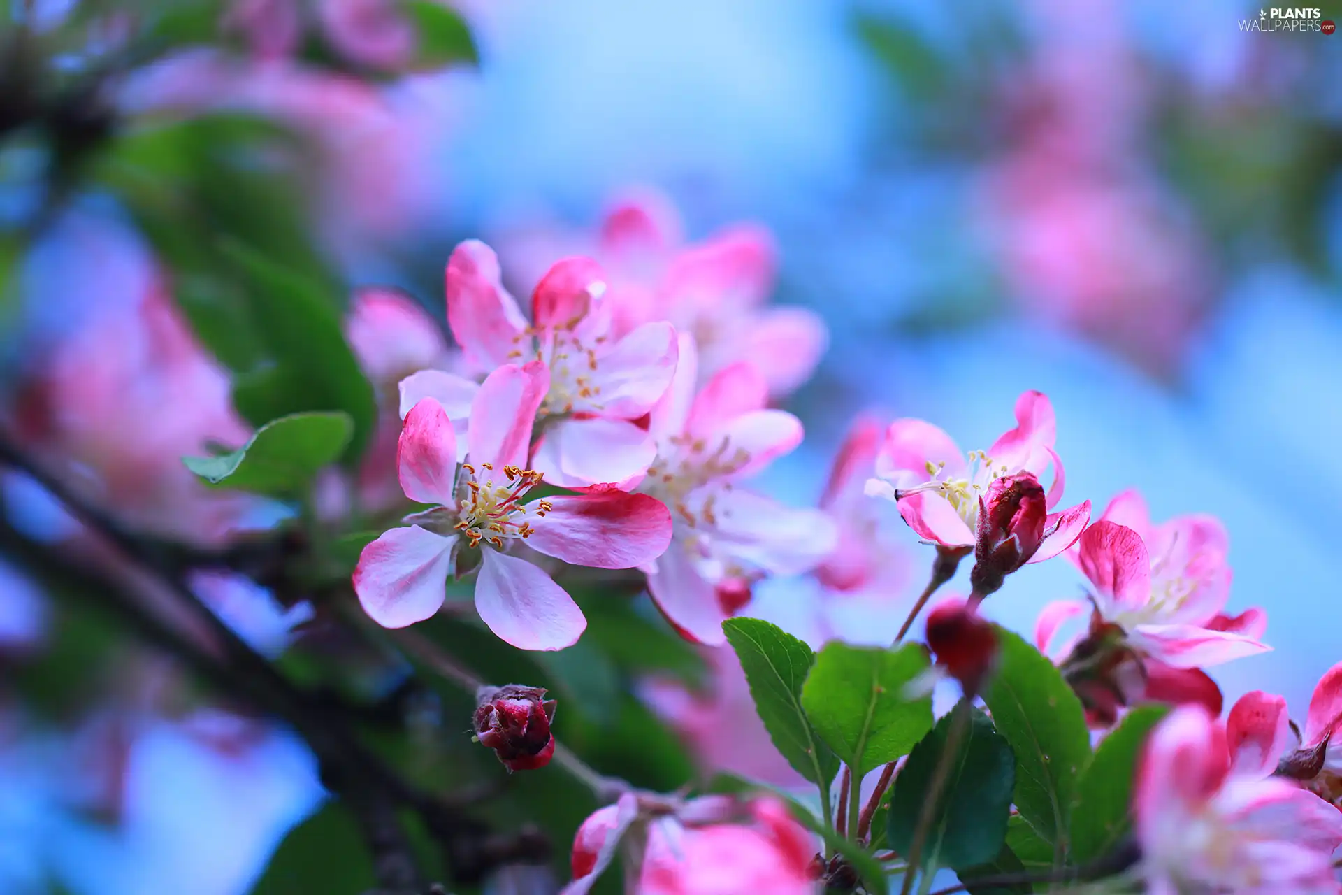 fruit, leaves, Flowers, trees, Pink