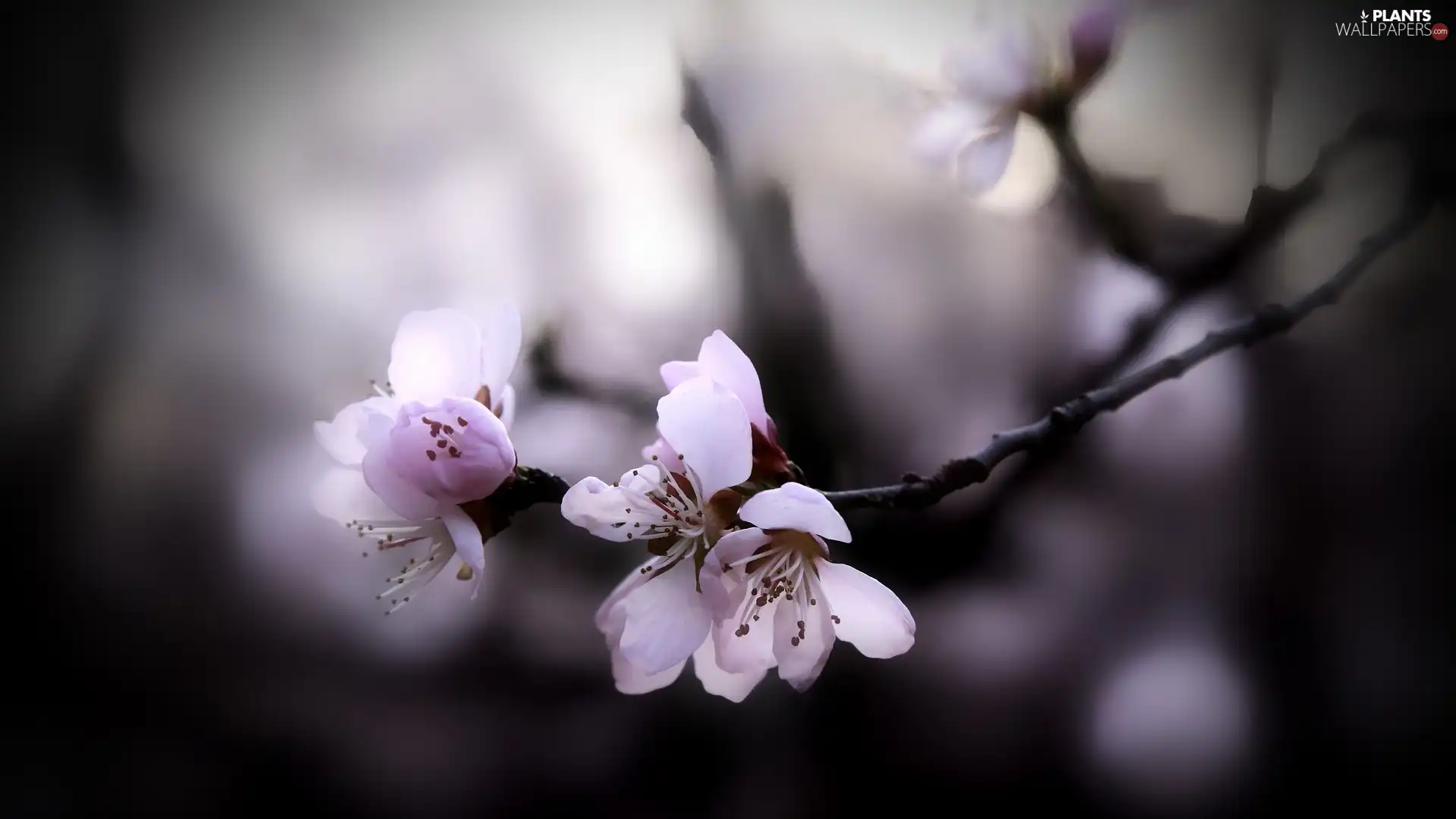 peach, twig, Fruit Tree