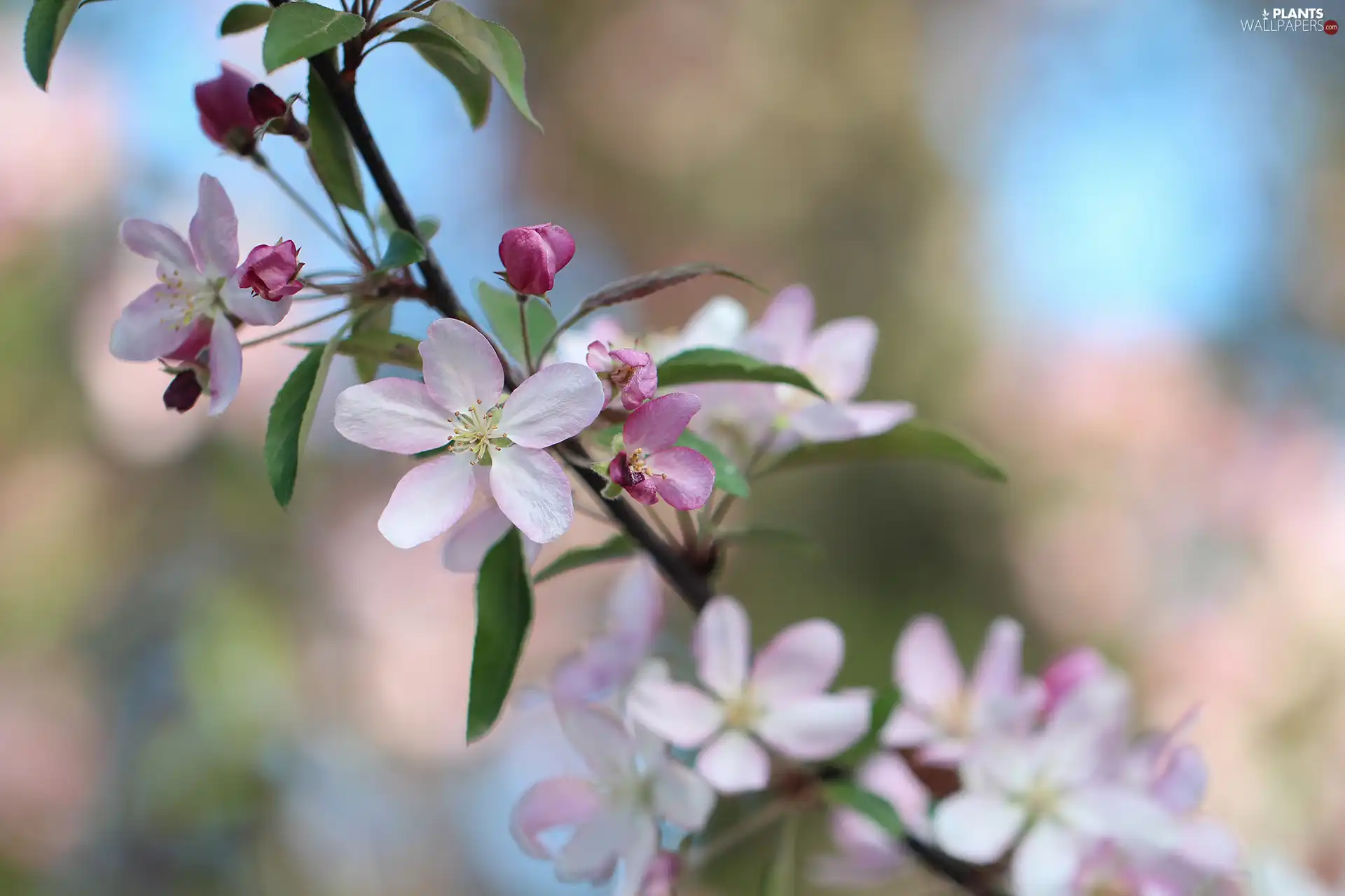 white and pink, Fruit Tree, twig, Flowers