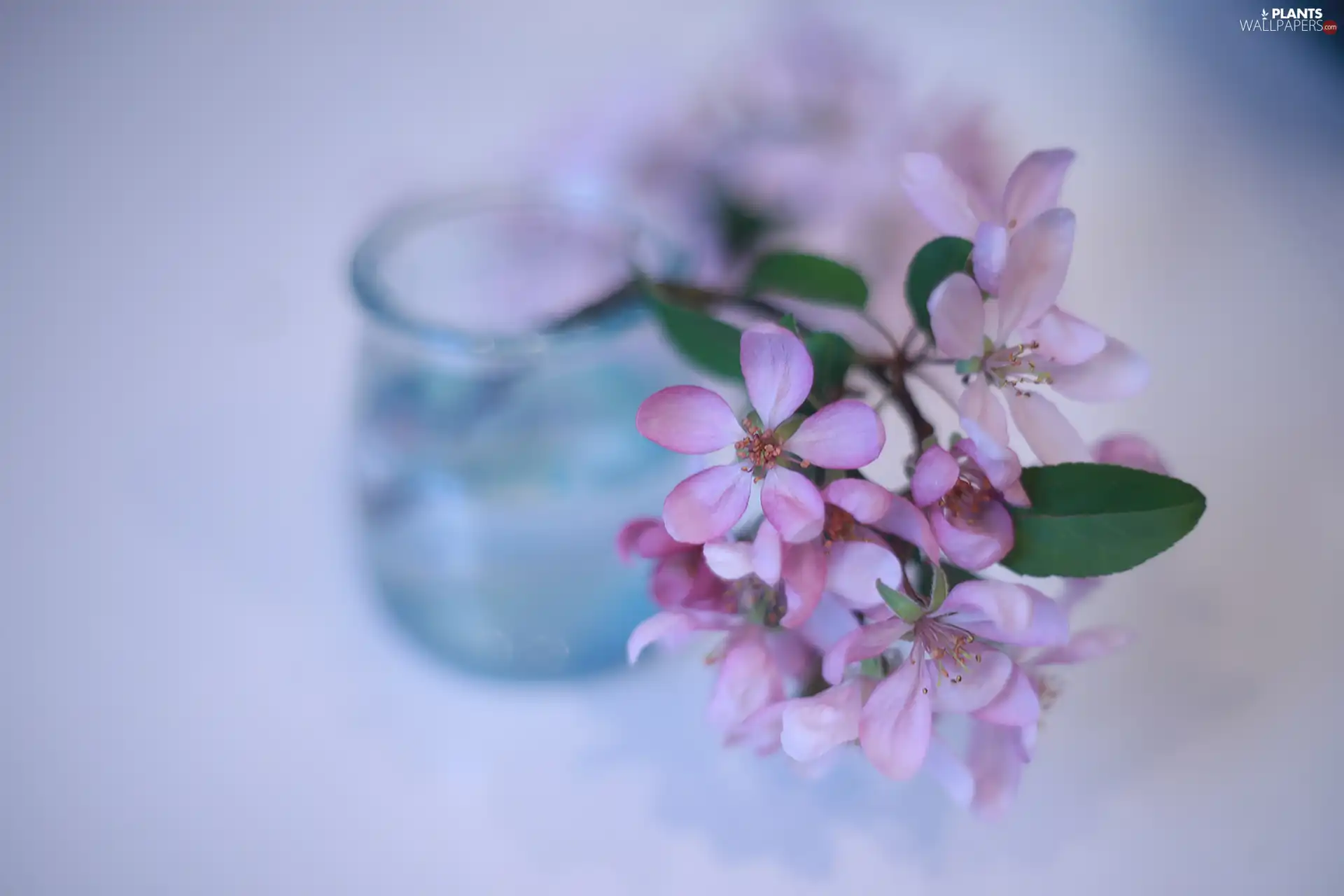 glass, dish, Flowers, Fruit Tree, Pink