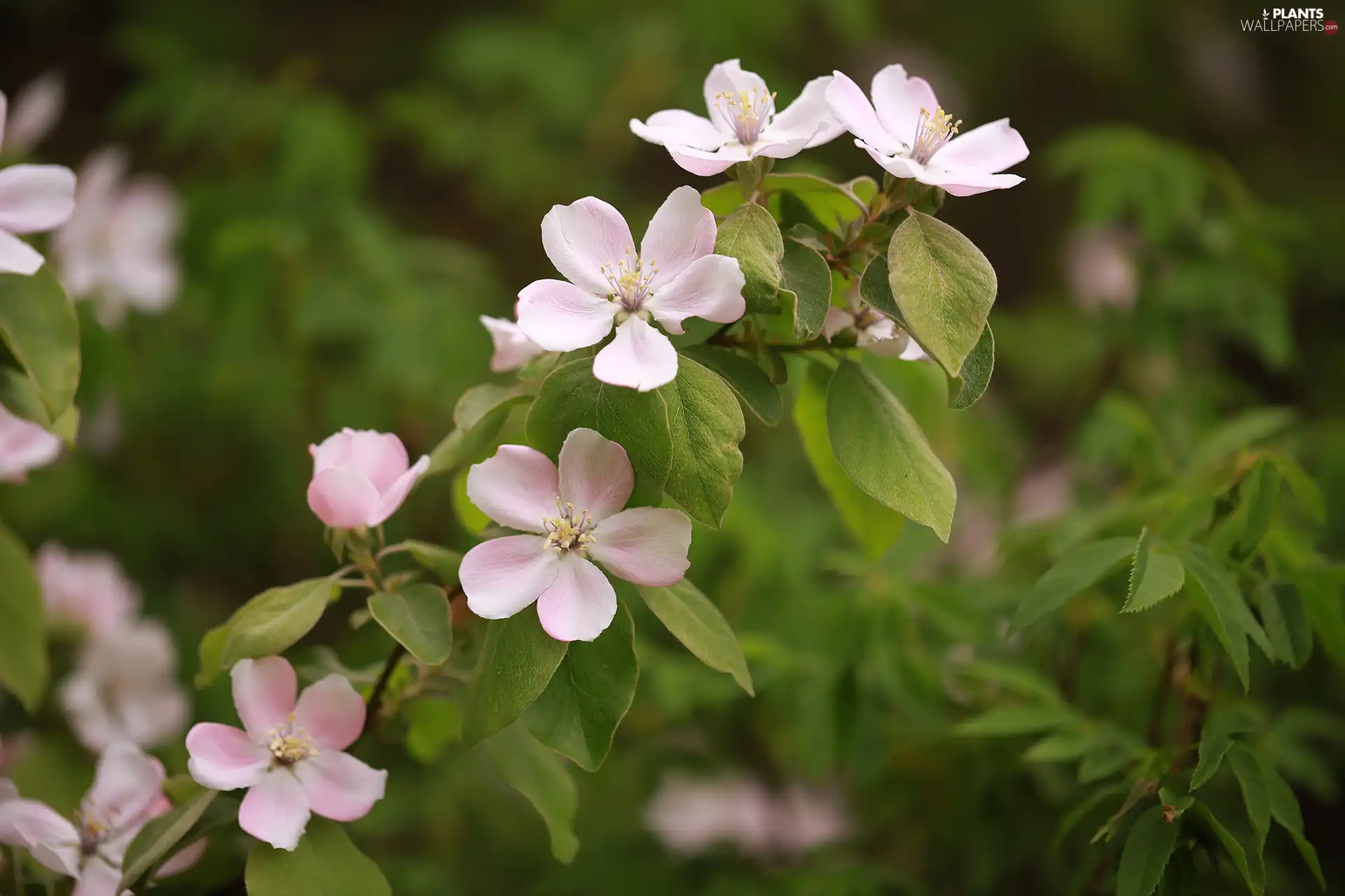 Flowers, apple-tree, Fruit Tree, Pink