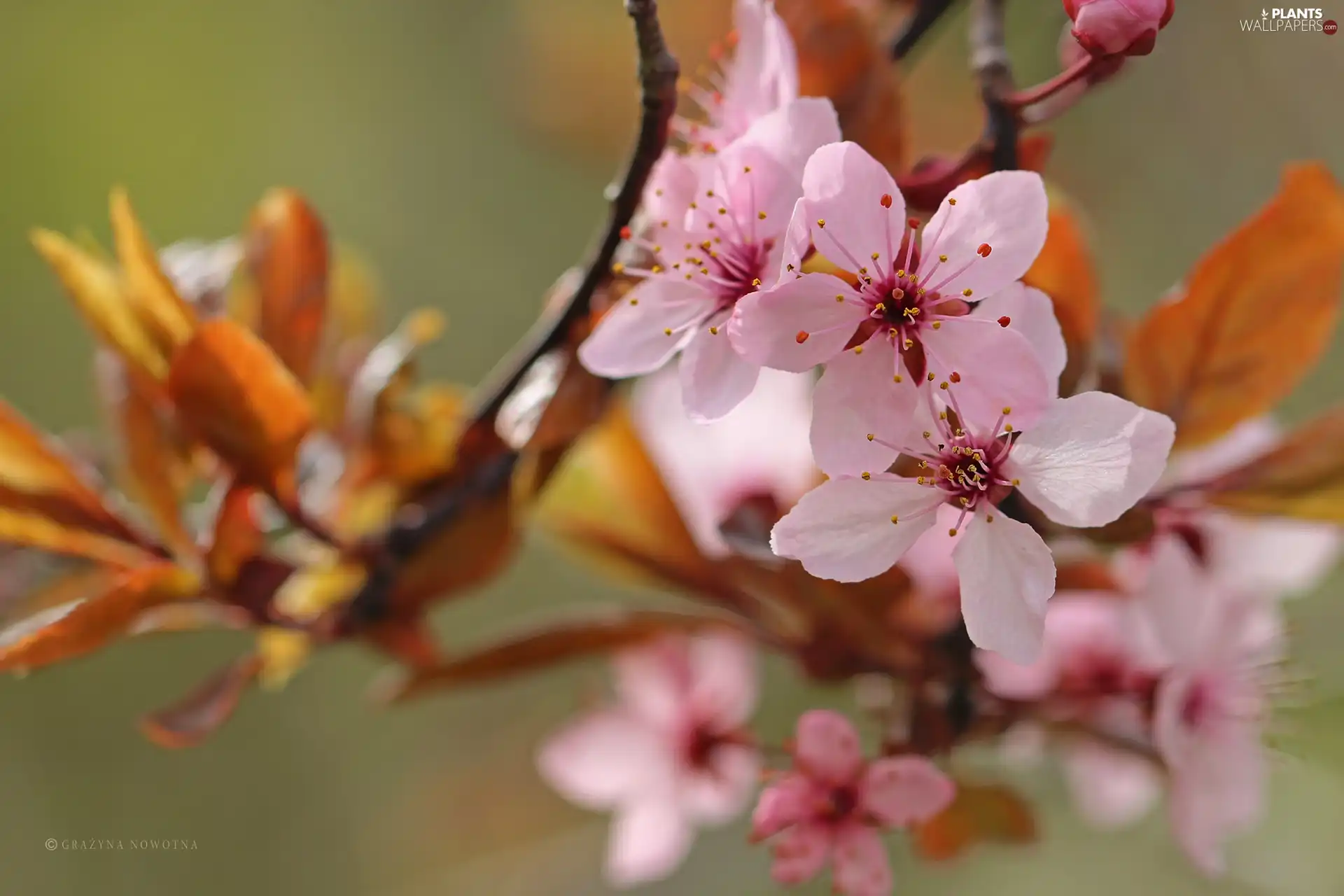 Pink, trees, fruit, Flowers