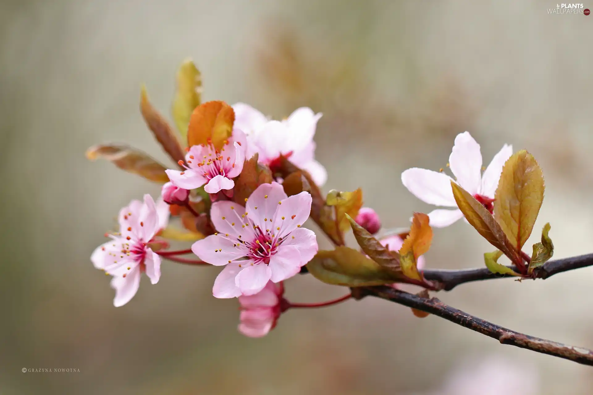 Pink, trees, fruit, Flowers