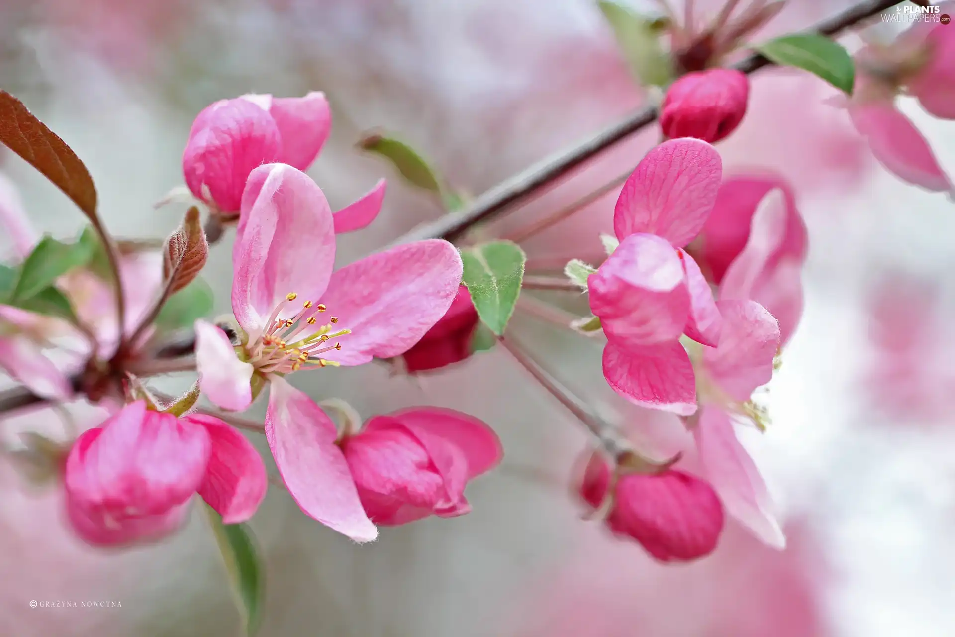 Pink, trees, fruit, Flowers