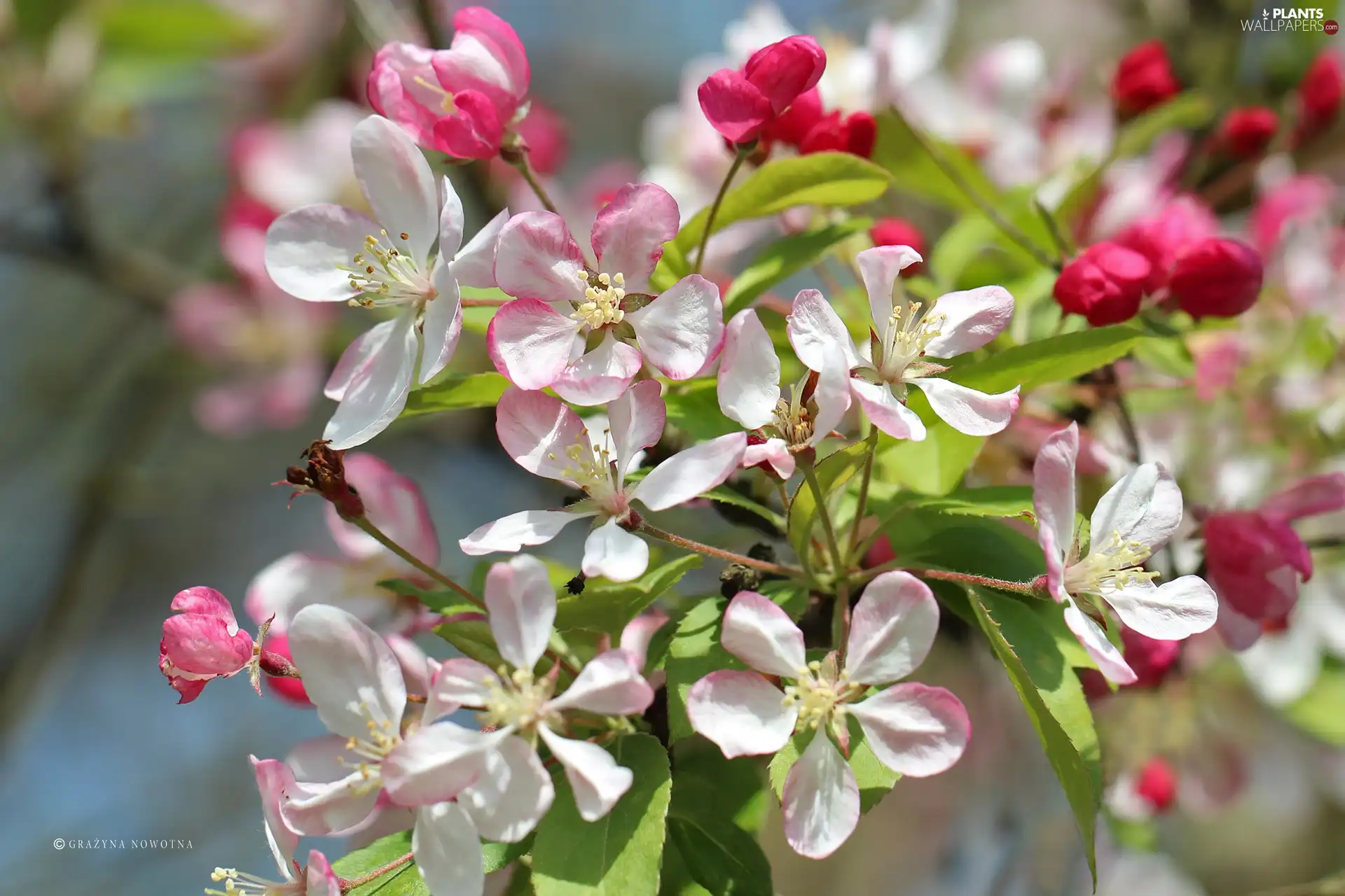 Pink, trees, fruit, Flowers