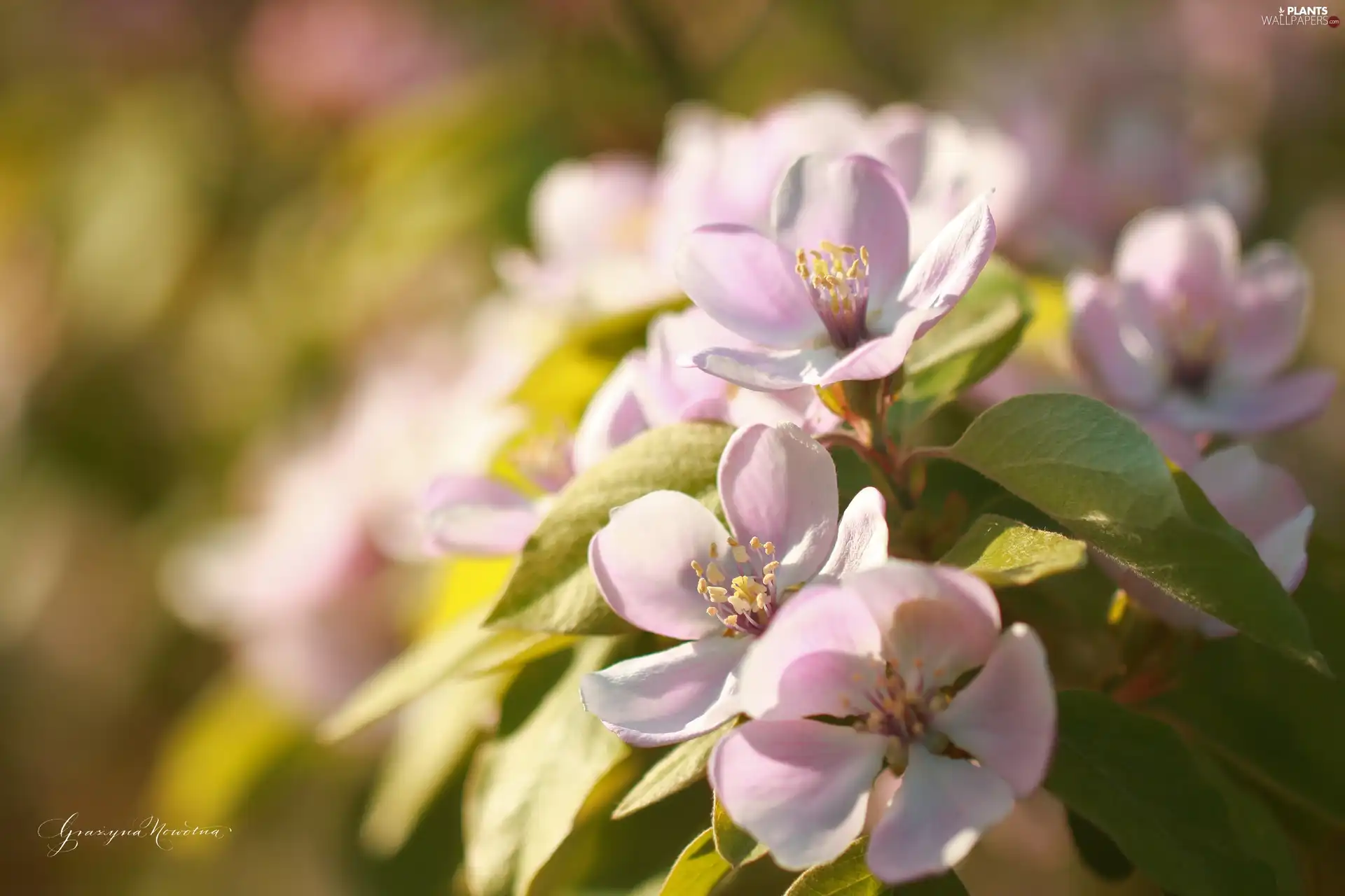 Pink, trees, fruit, Flowers