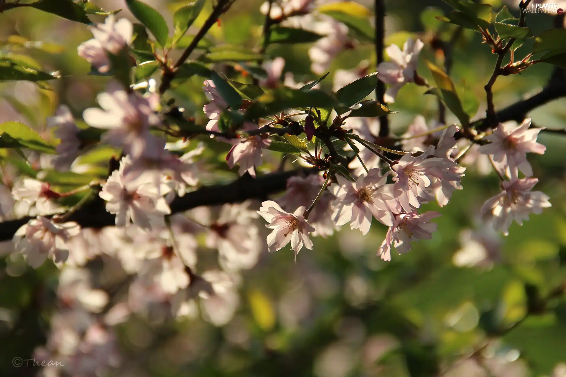 Pink, trees, fruit, Flowers