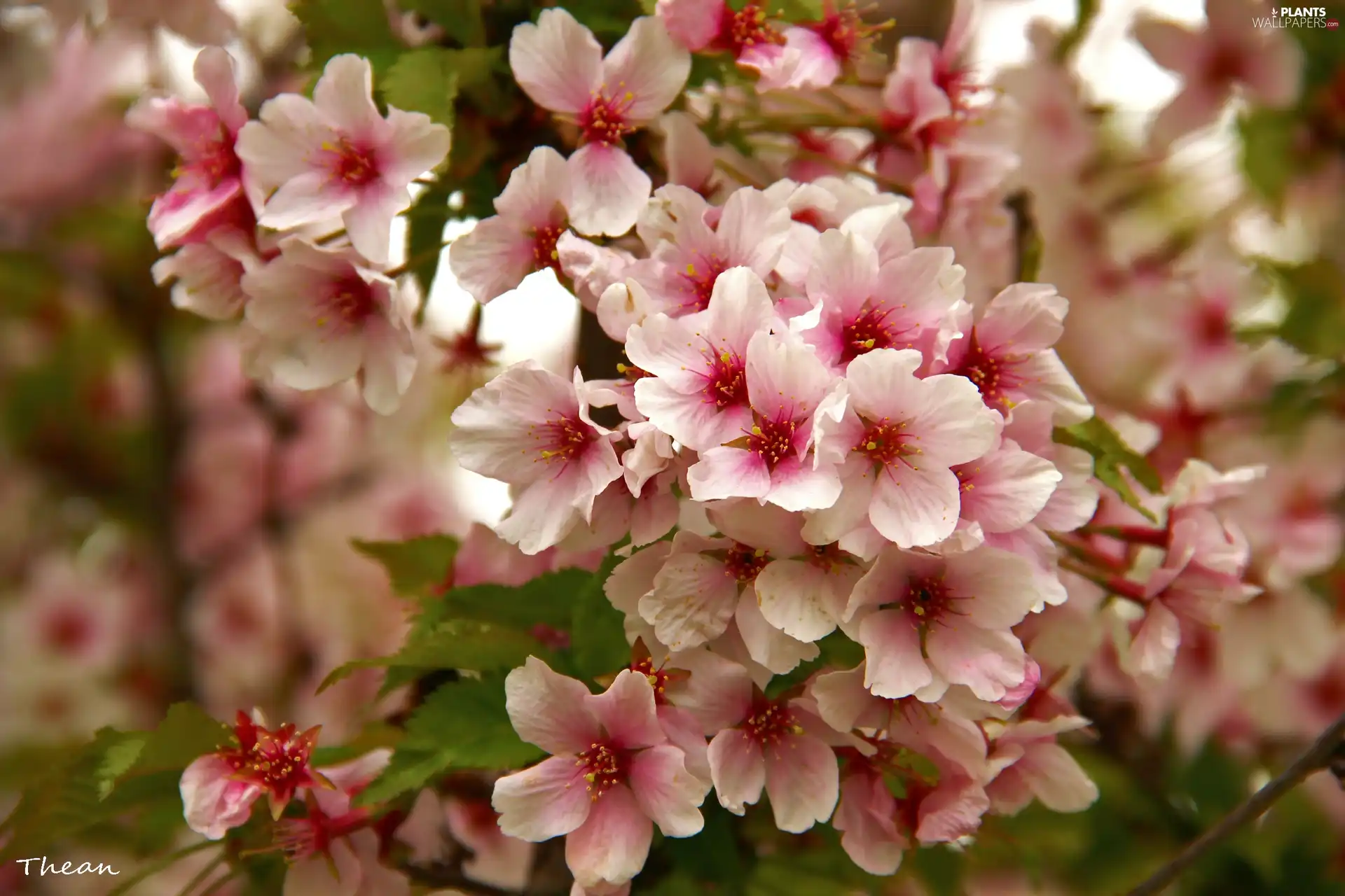 Pink, trees, fruit, Flowers