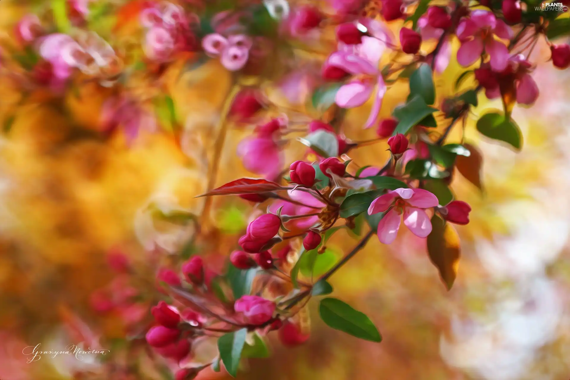 Pink, trees, fruit, Flowers