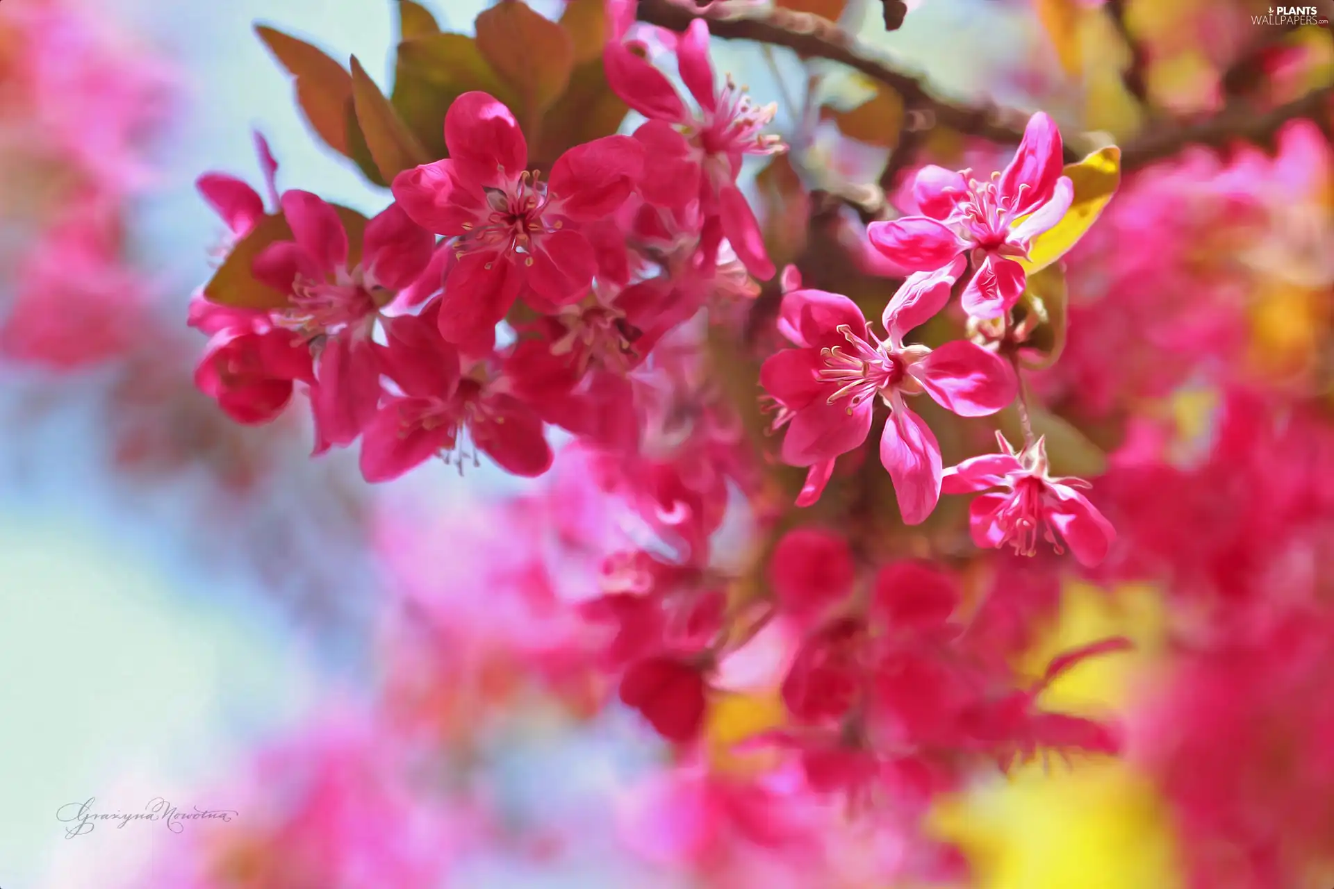 Pink, trees, fruit, Flowers