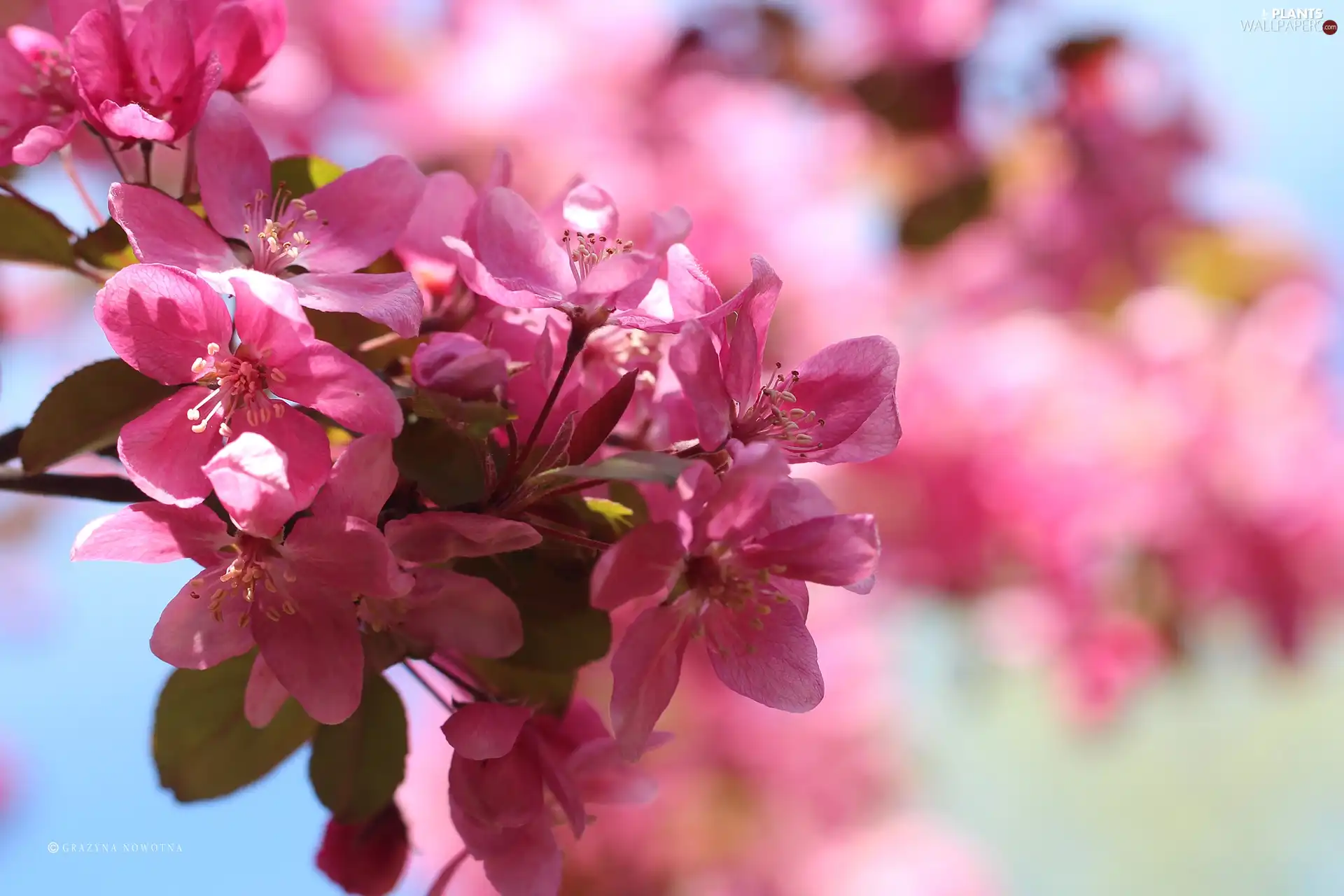 Pink, trees, fruit, Flowers