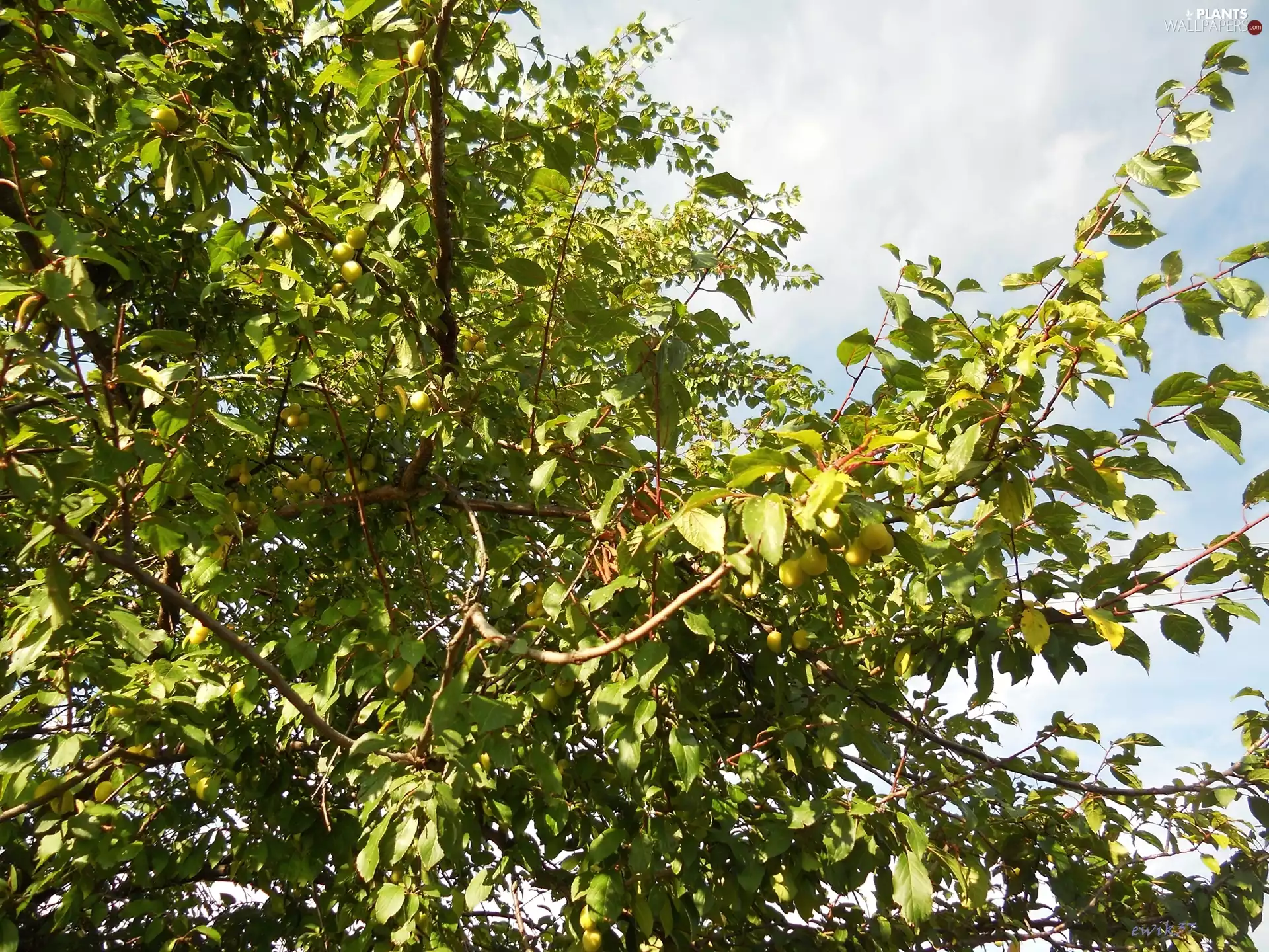 sapling, plum, mirabelle, fruit