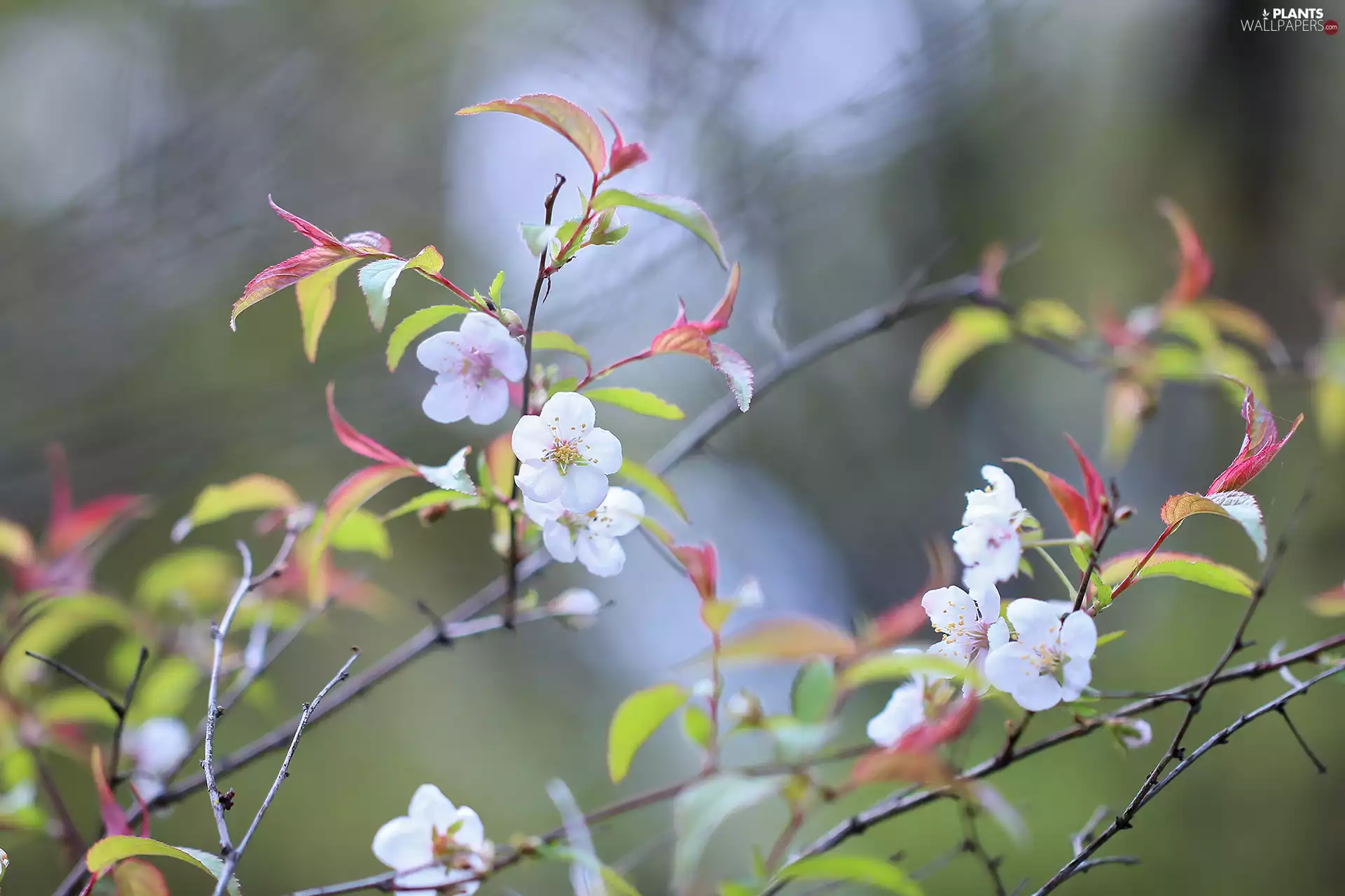 fruit, twig, sapling
