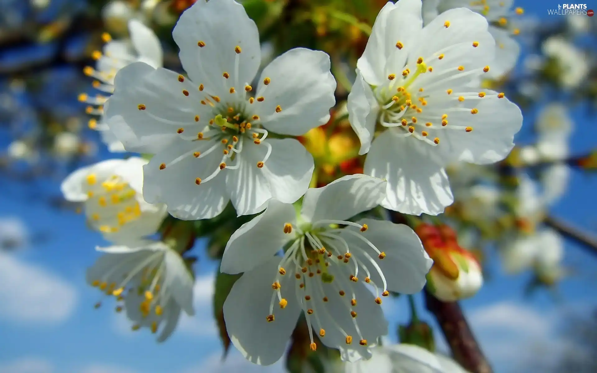 trees, Blossoming, fruit, Sky, viewes, twig