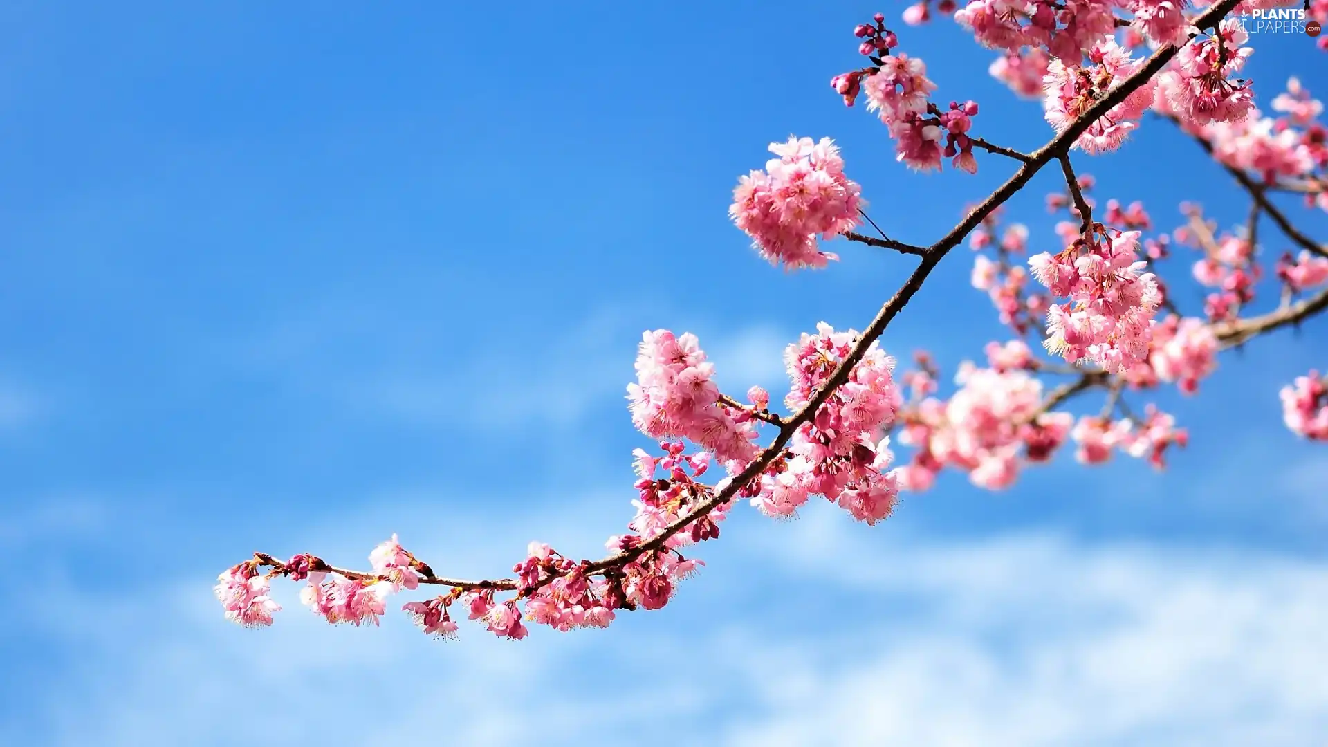 trees, Flowers, fruit, Sky, viewes, twig