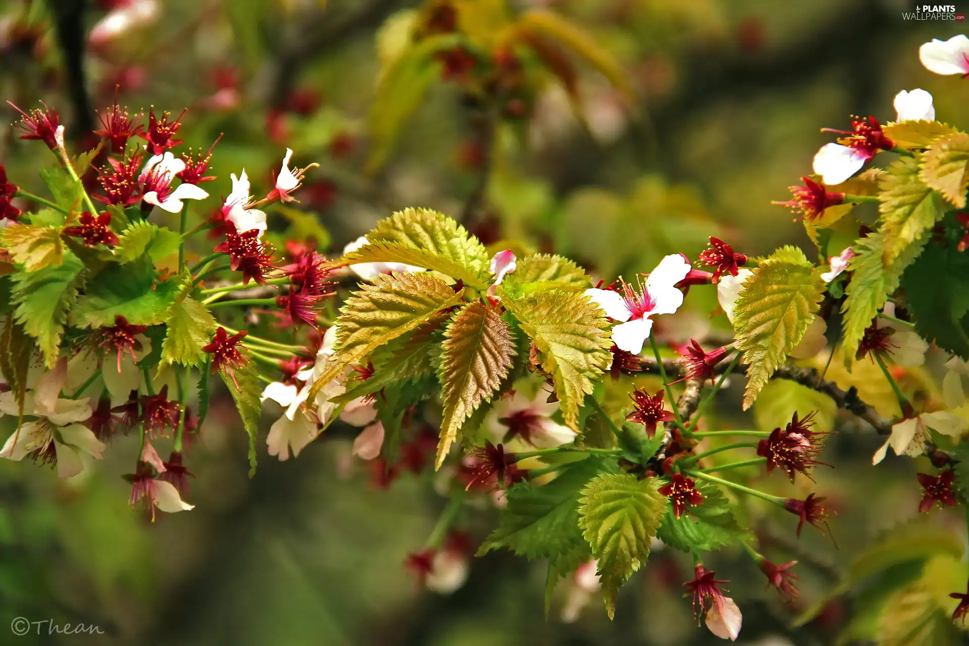 changing to, trees, fruit