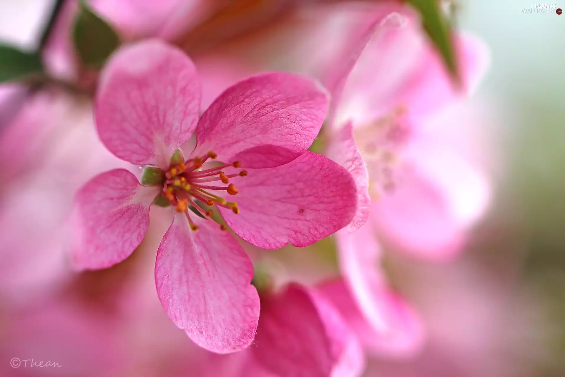 fruit, Flowers, Paradise, trees, Pink, Apple Tree Decorator, apples