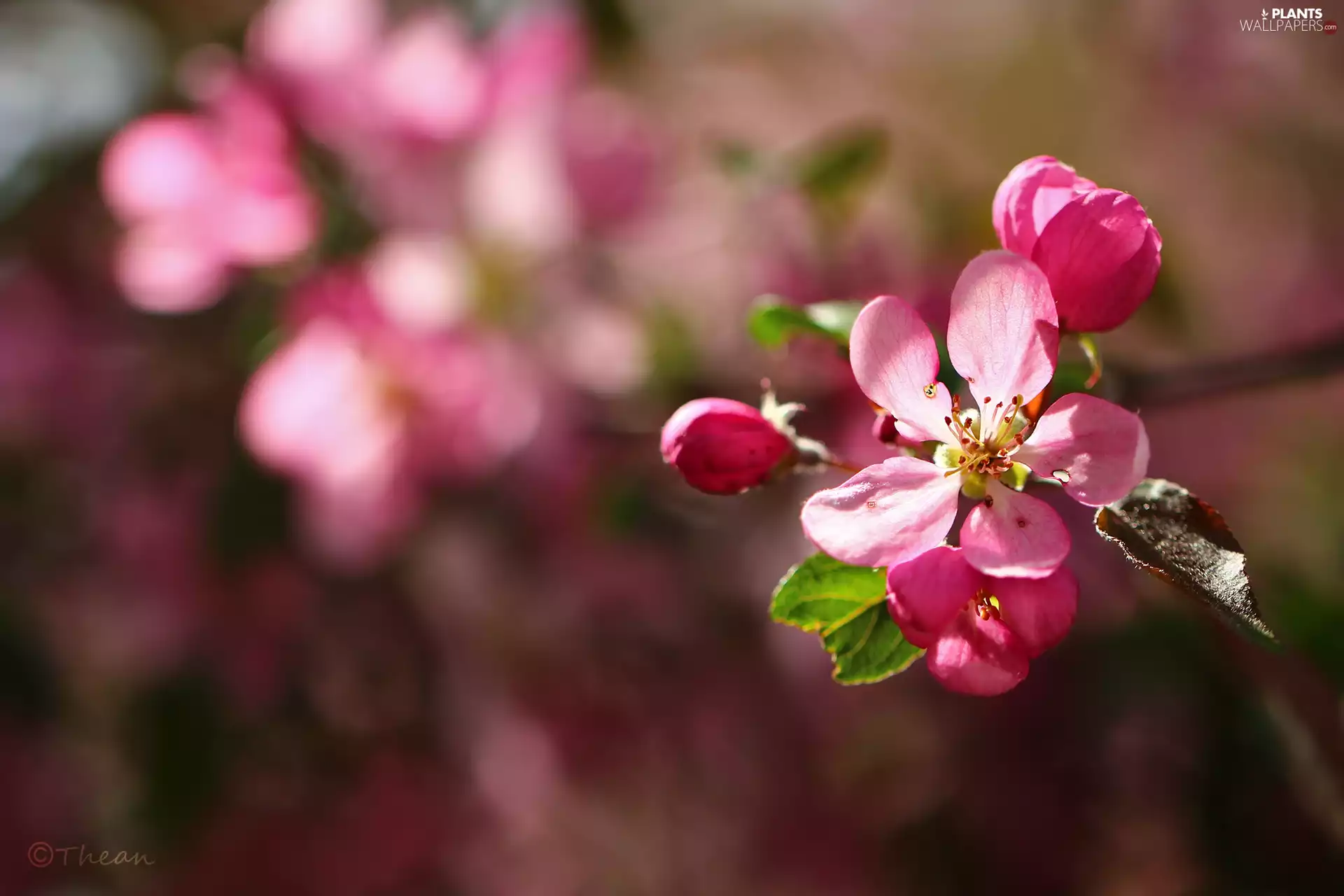 fruit, Flowers, Paradise, trees, Pink, Apple Tree Decorator, apples