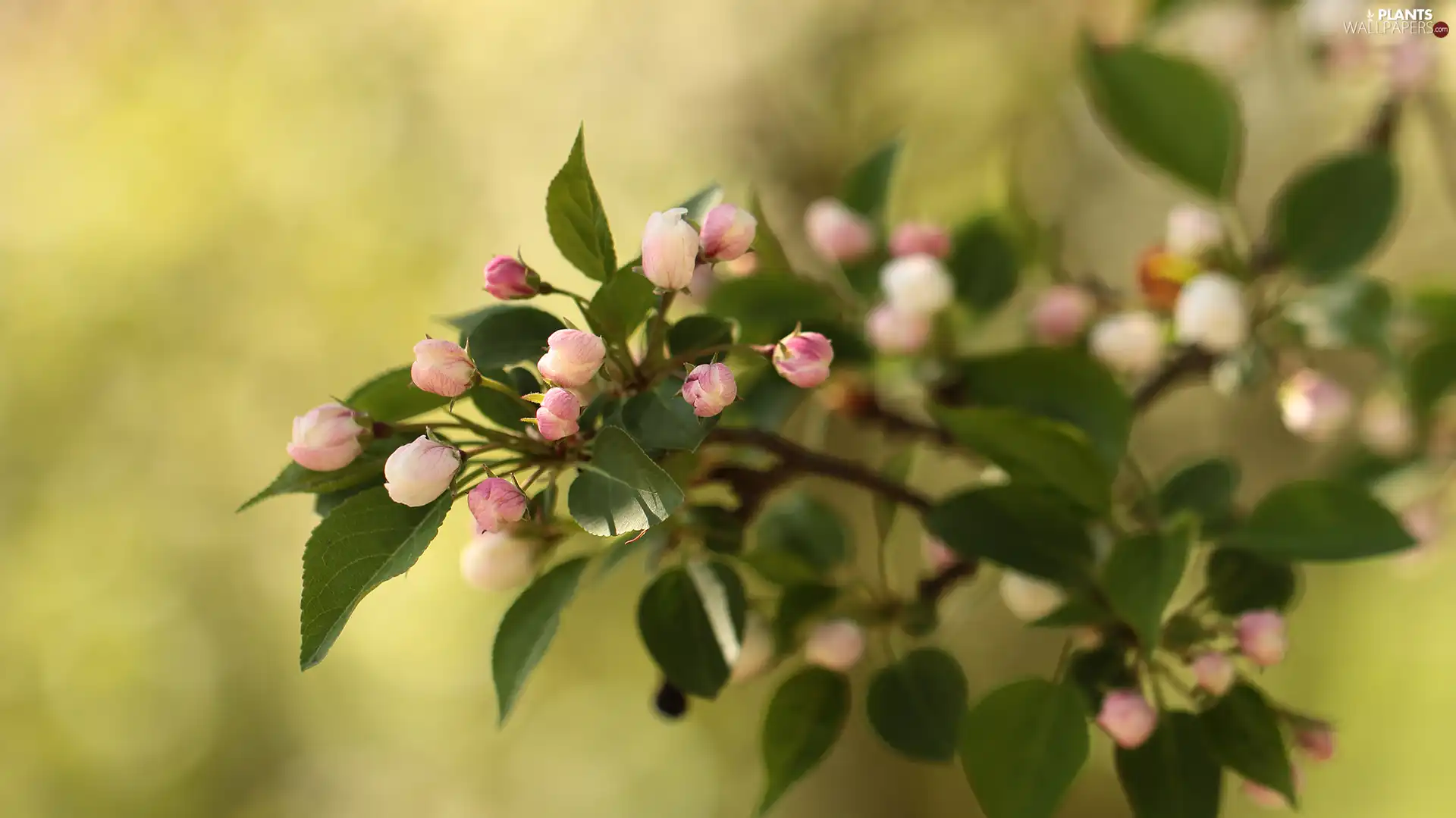 Pink, Fruit Tree, twig, Buds