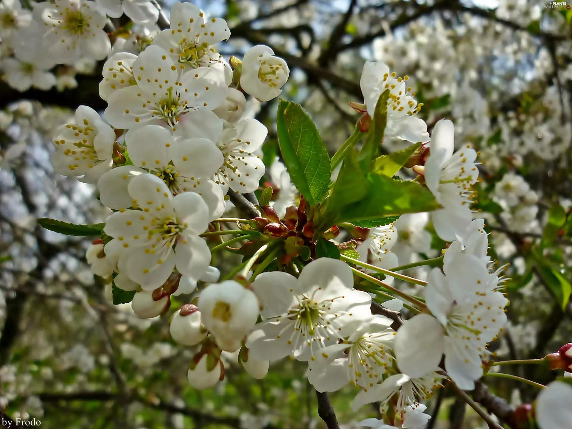Spring, Fruit Tree, Blooming Flowers