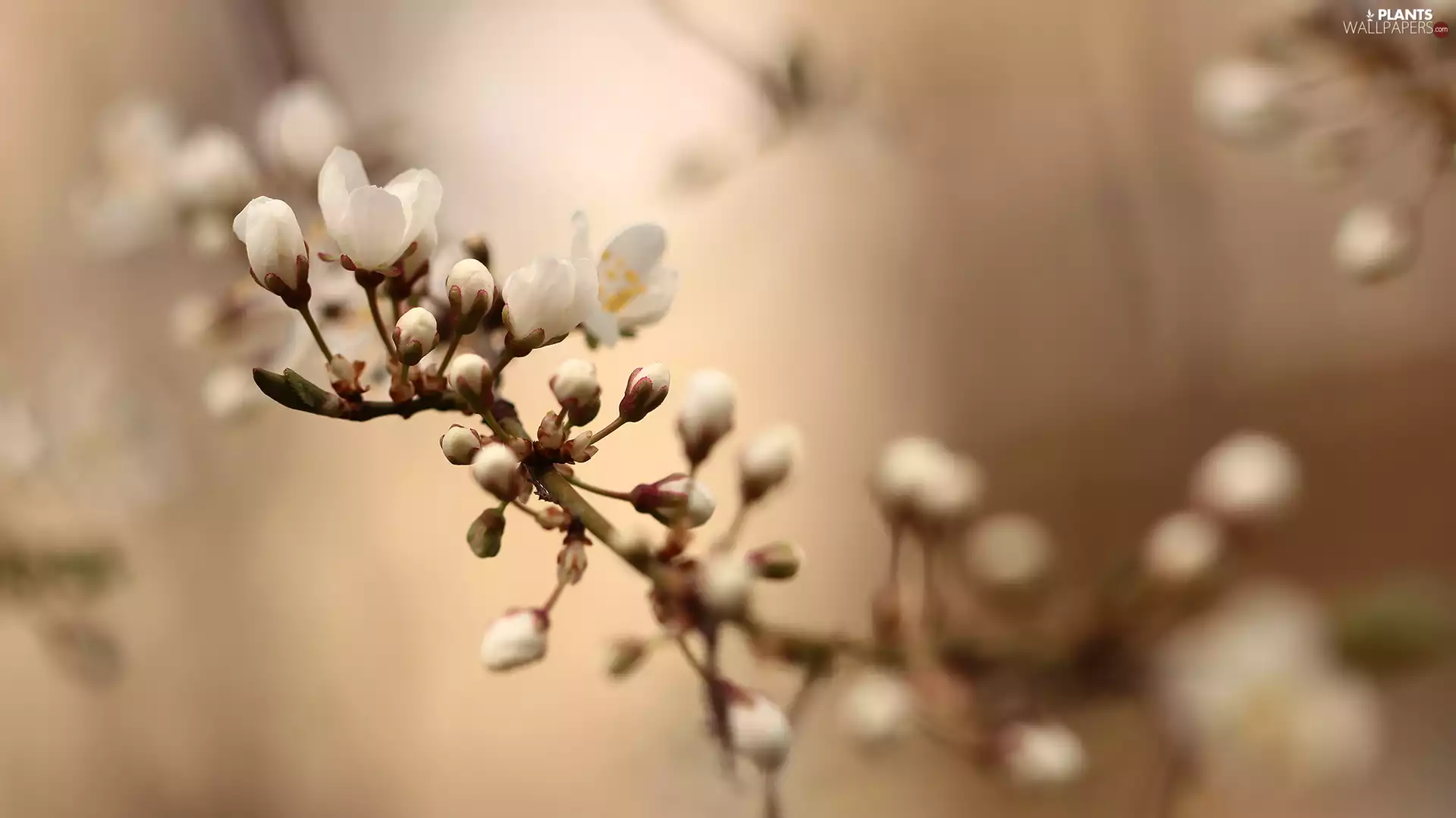 White, Fruit Tree, Buds, Flowers