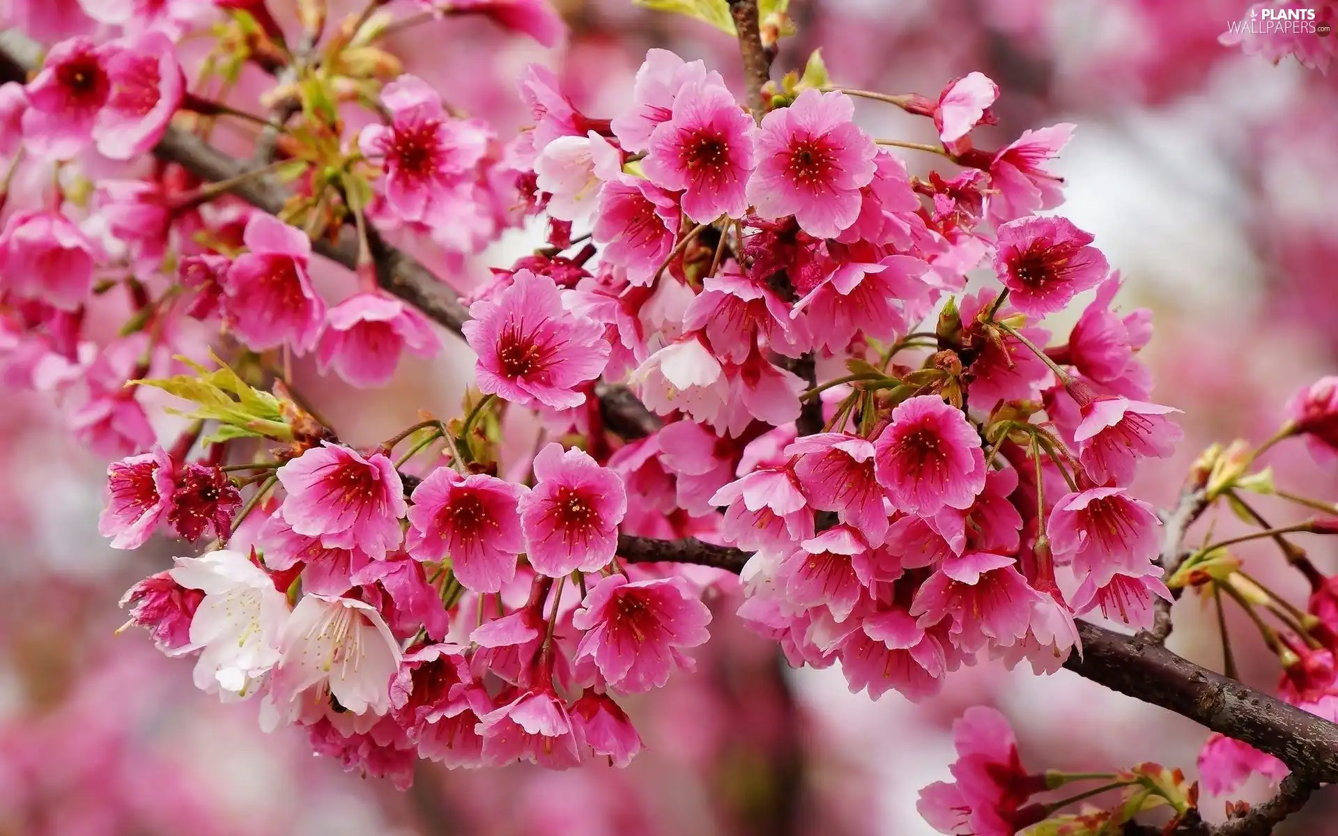 branch, Fruit Tree, cherry, Flowers