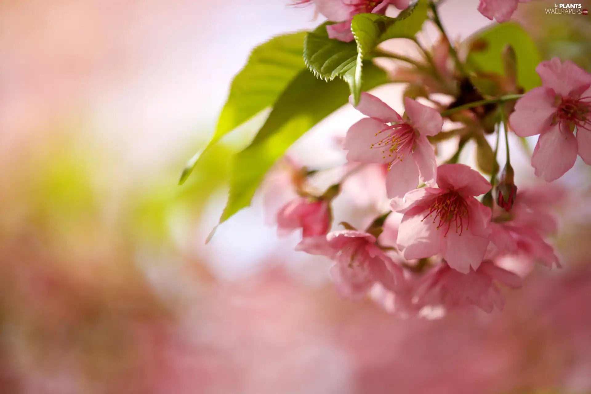 Pink, Fruit Tree, cherry, Flowers