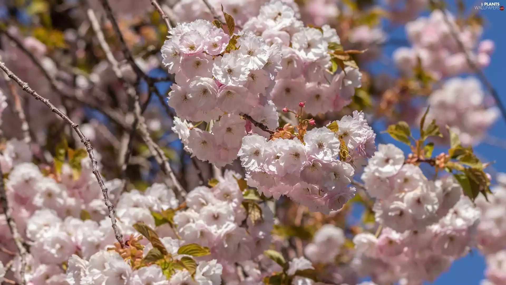 Twigs, Fruit Tree, cherry, Flowers