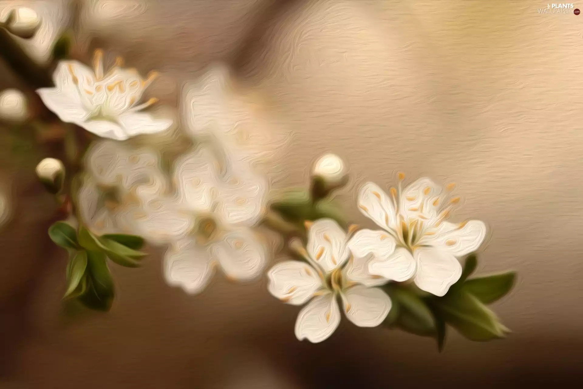 White, Fruit Tree, graphics, Flowers