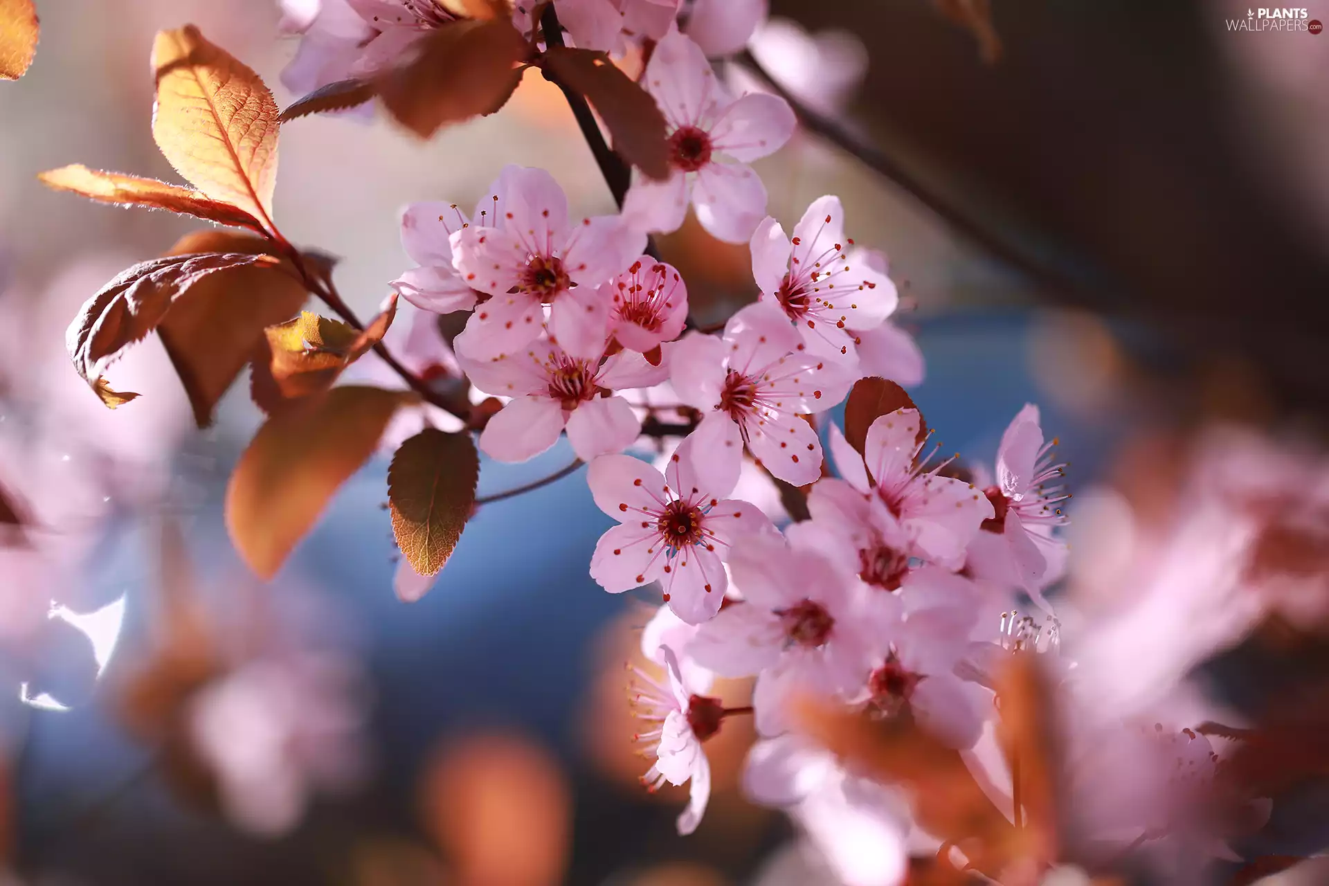 Pink, Fruit Tree, leaves, Flowers