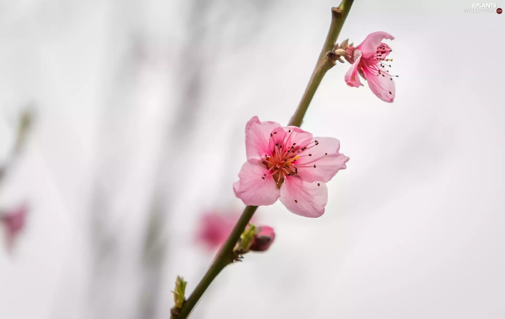 twig, Fruit Tree, peach, Flowers