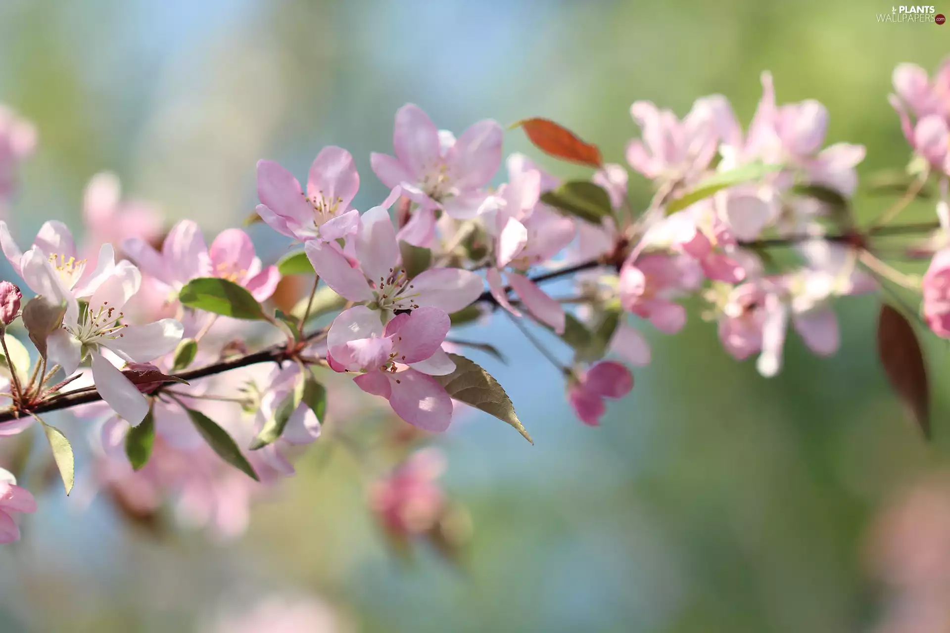 Pink, Fruit Tree, twig, Flowers