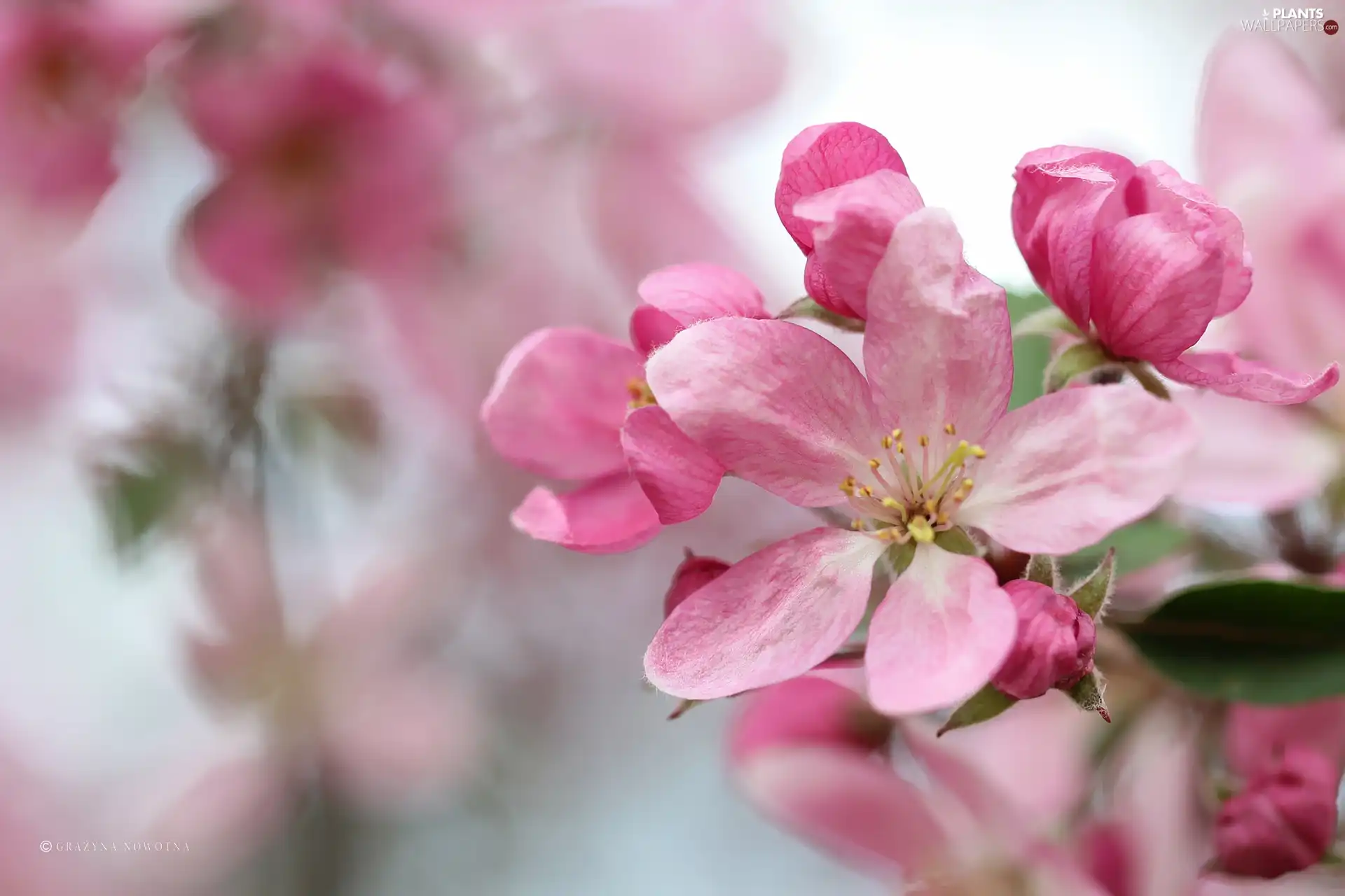 fruit, apple-tree, Flowers, trees, Pink