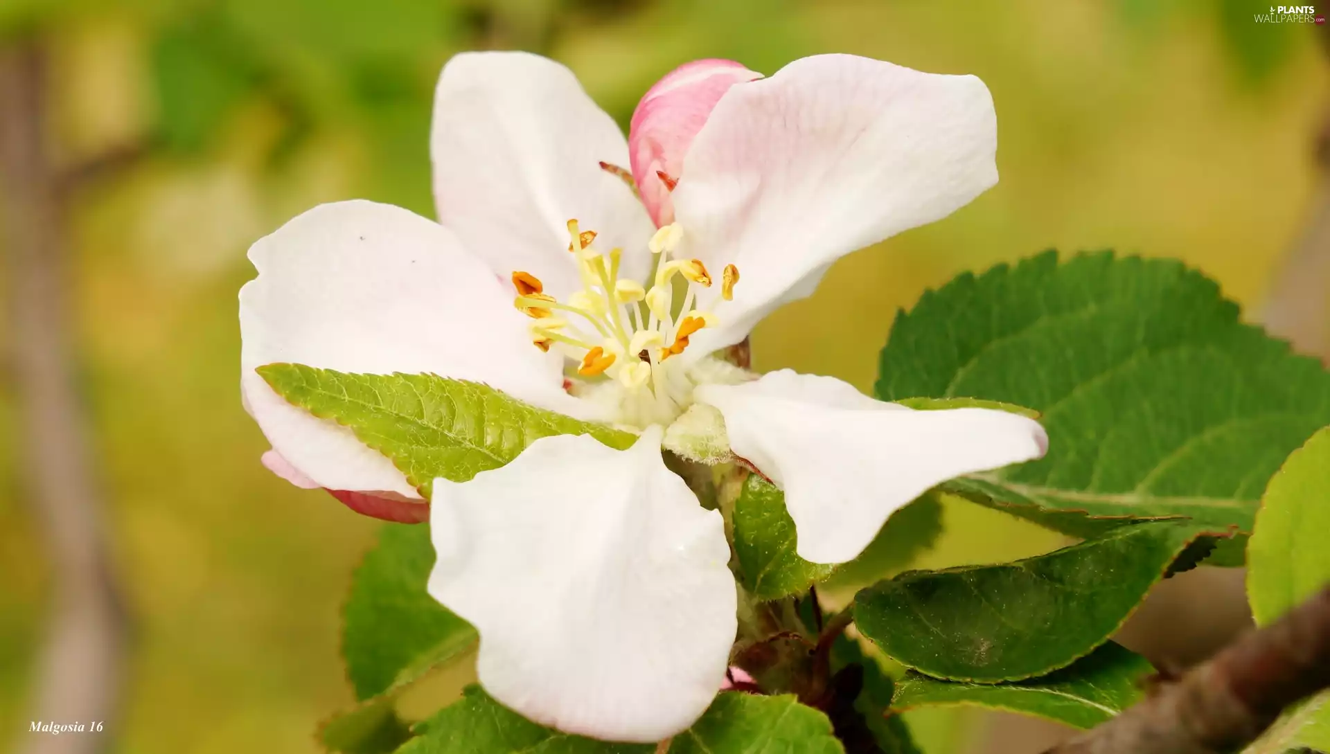 Colourfull Flowers, trees, fruit, apple-tree