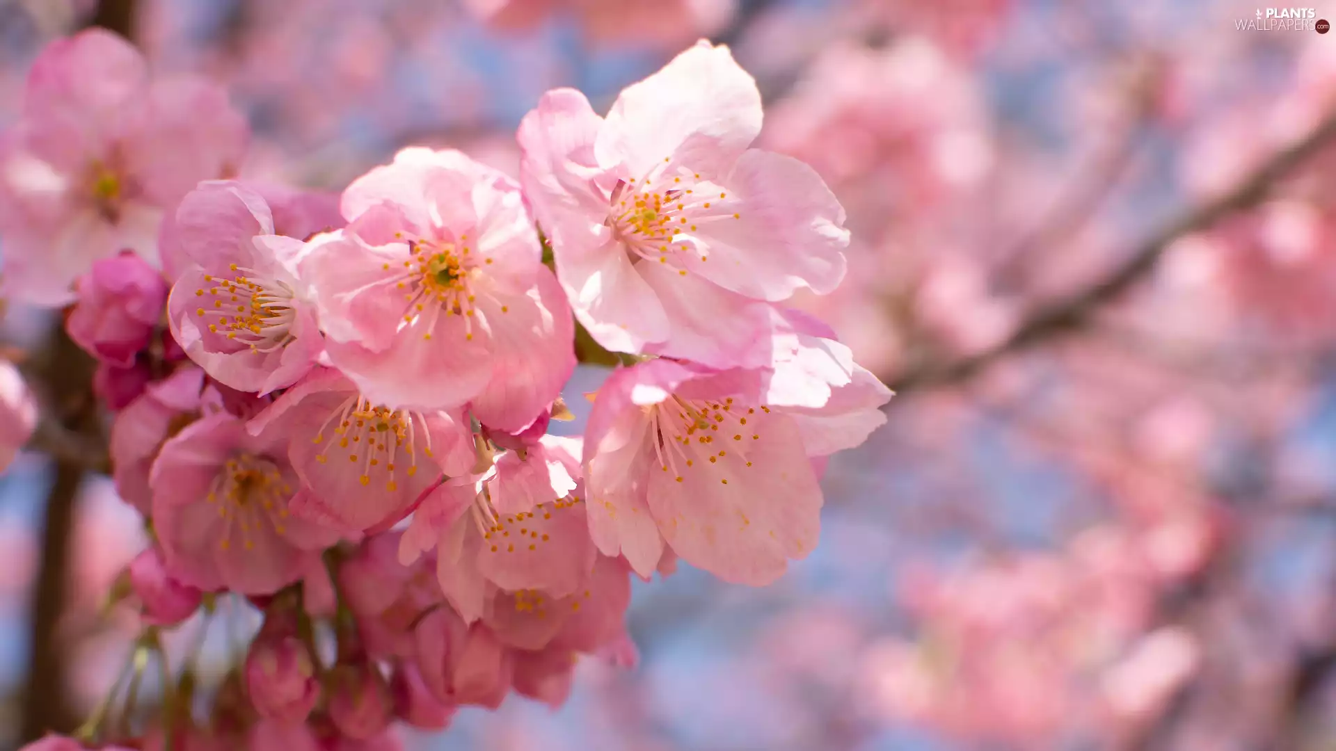 Flowers, Fruit Tree, cherry, twig