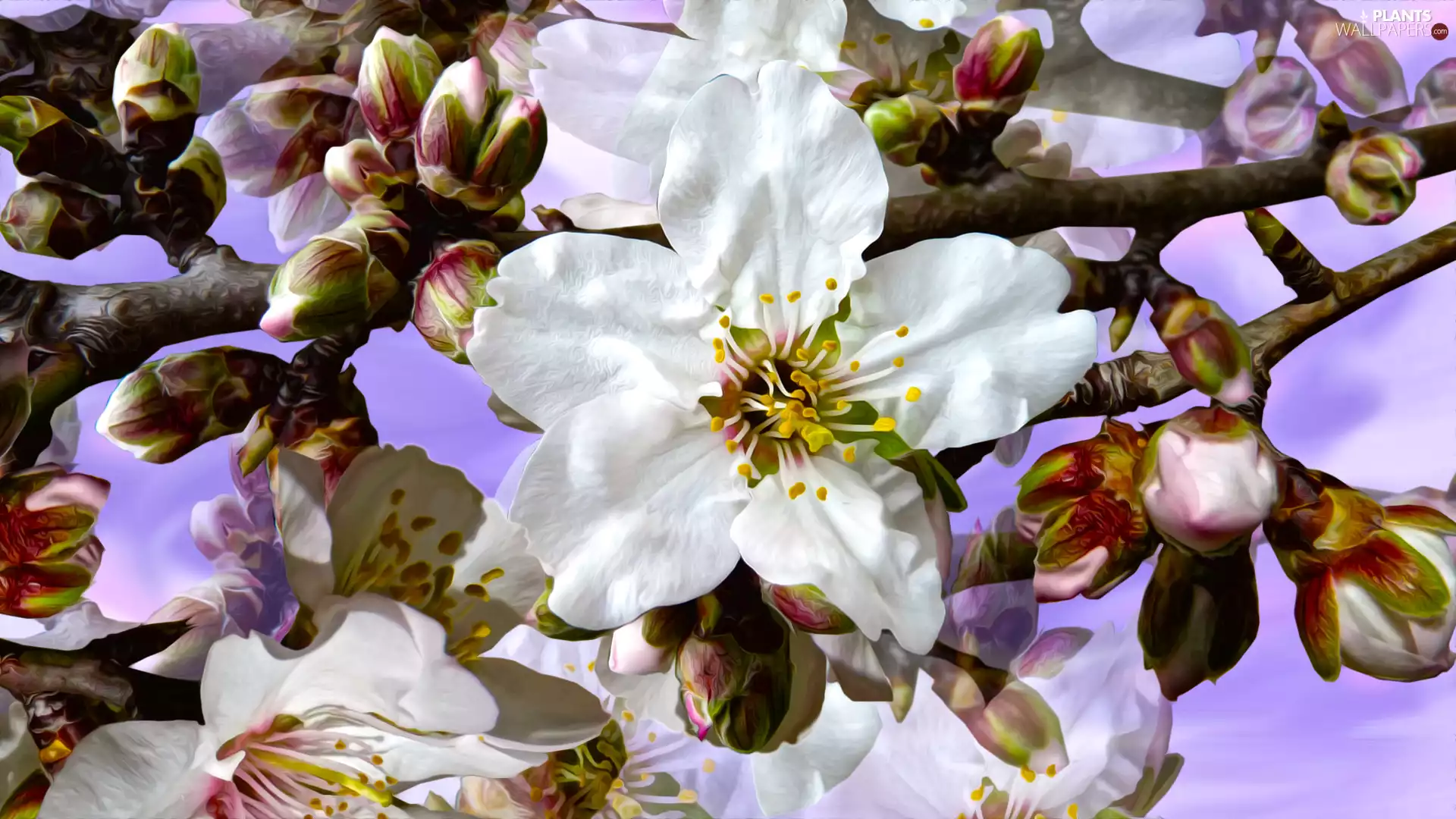 Flowers, Fruit Tree, graphics, Twigs