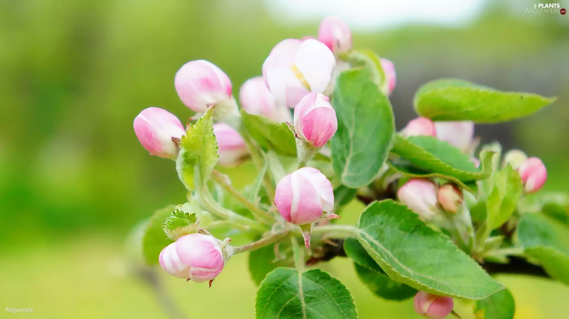 trees, twig, Buds, fruit