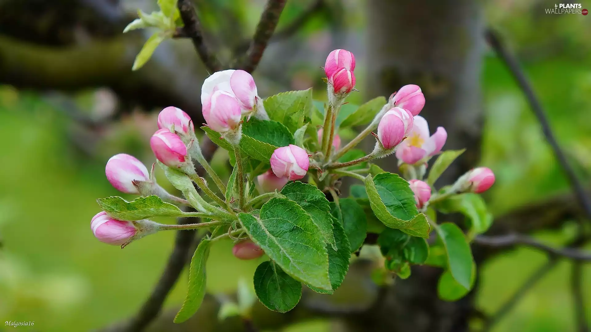 trees, twig, Buds, fruit