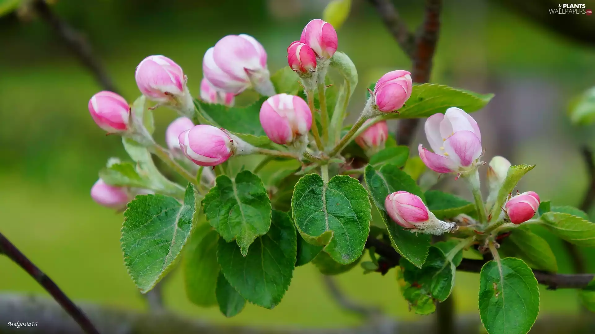 trees, twig, Buds, fruit