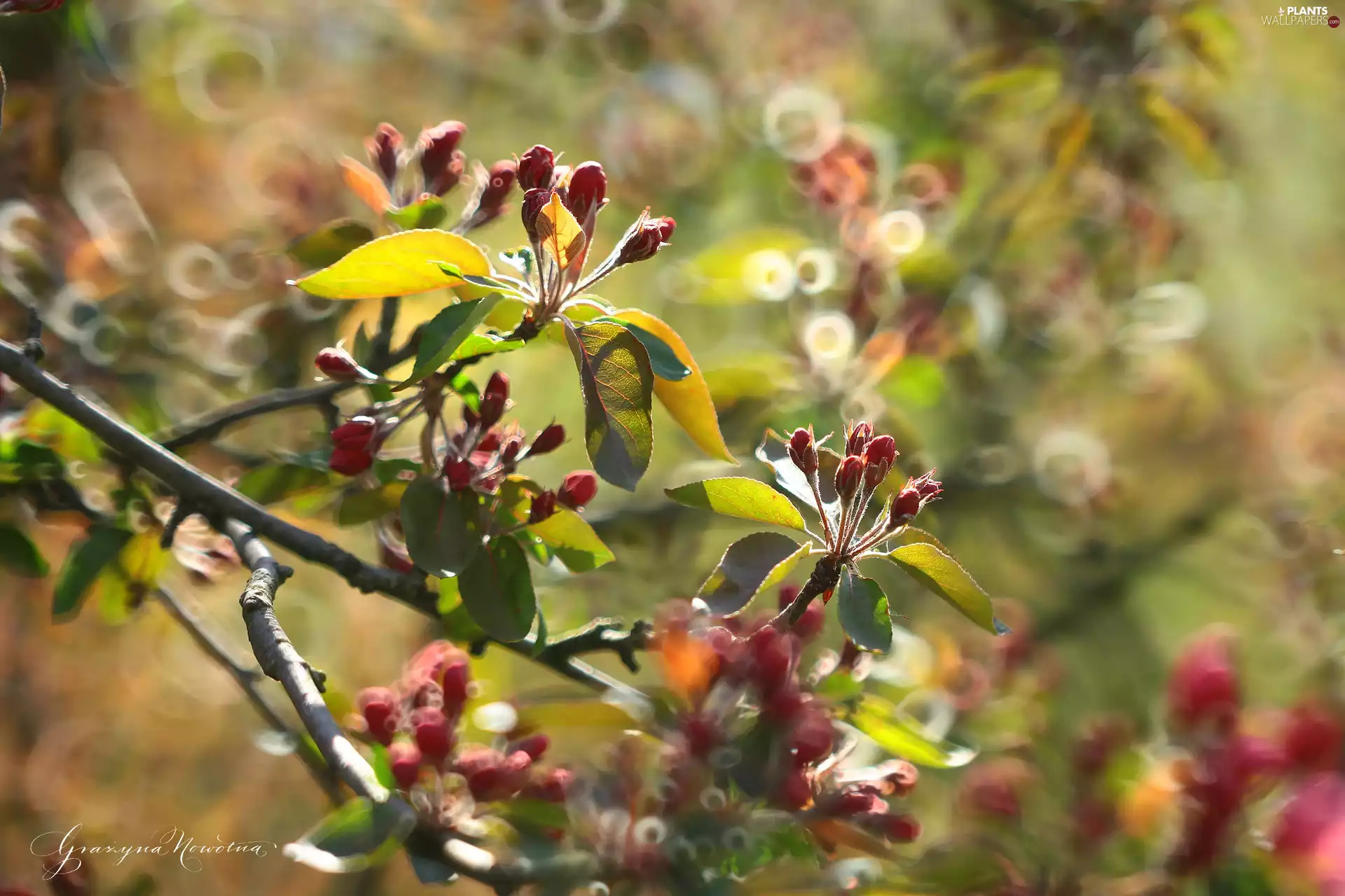 fruit, cherry, trees