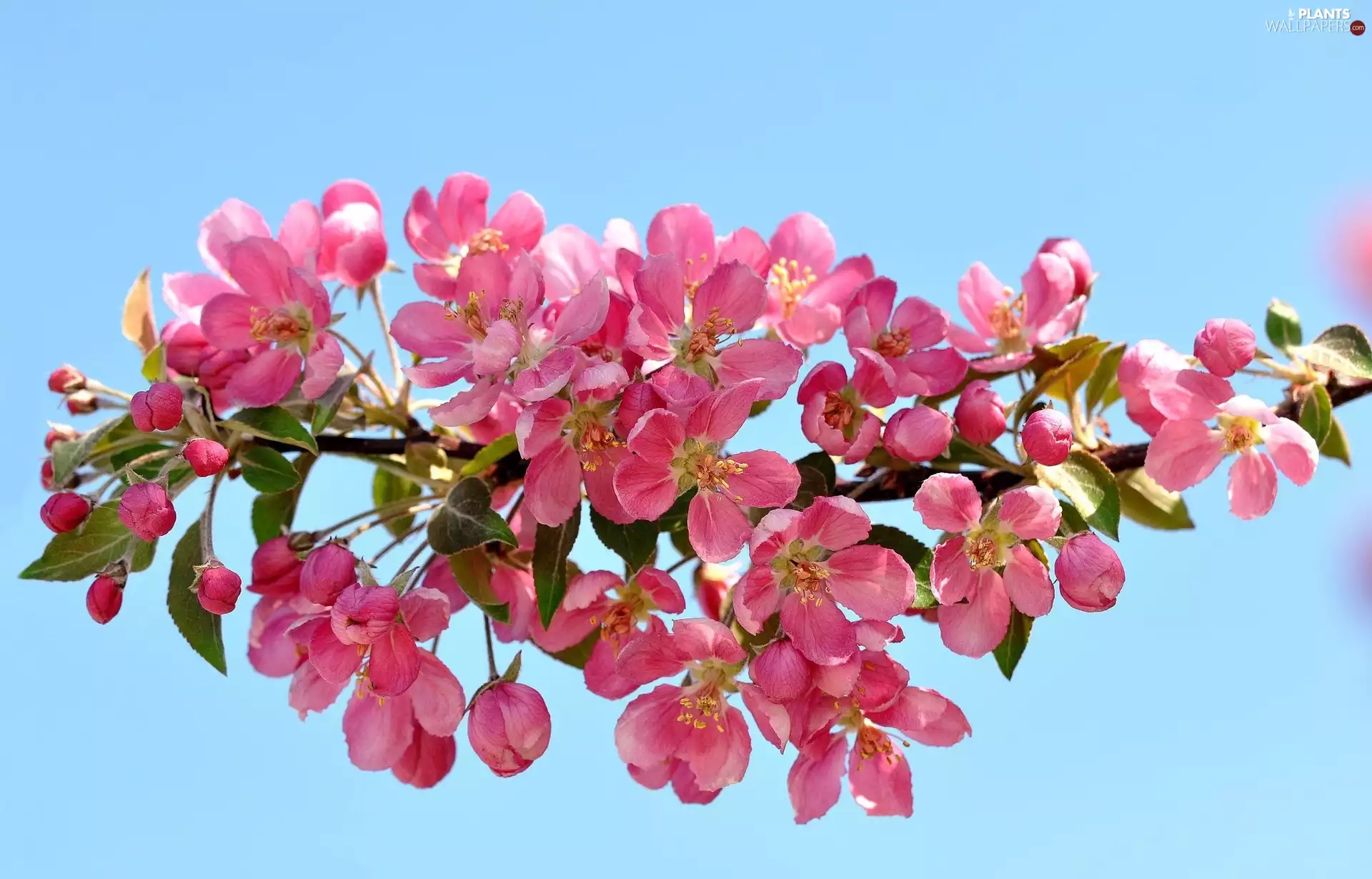 fruit, flourishing, trees