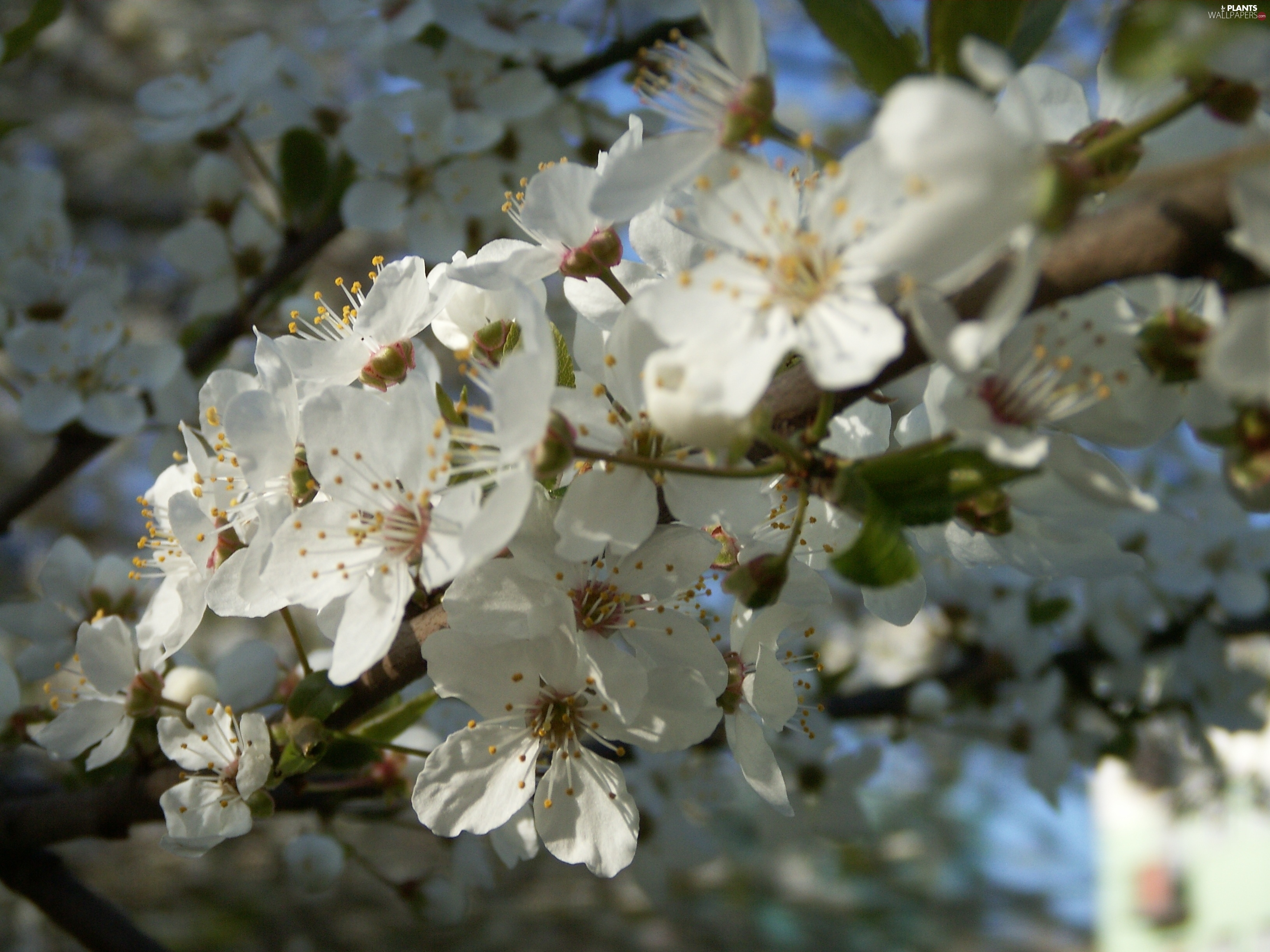 fruit, flourishing, trees