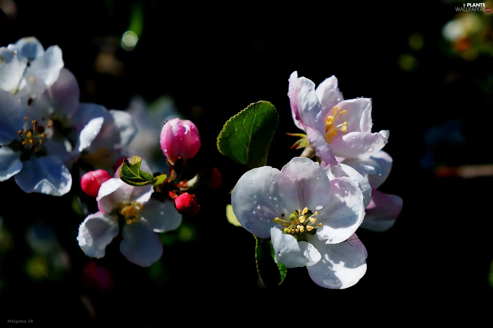 fruit, Flowers, trees