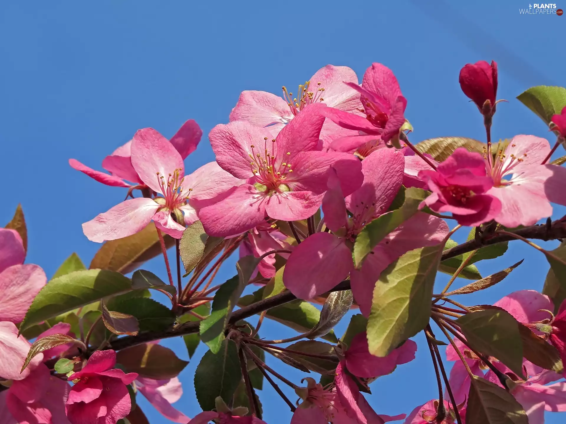 fruit, Flowers, trees