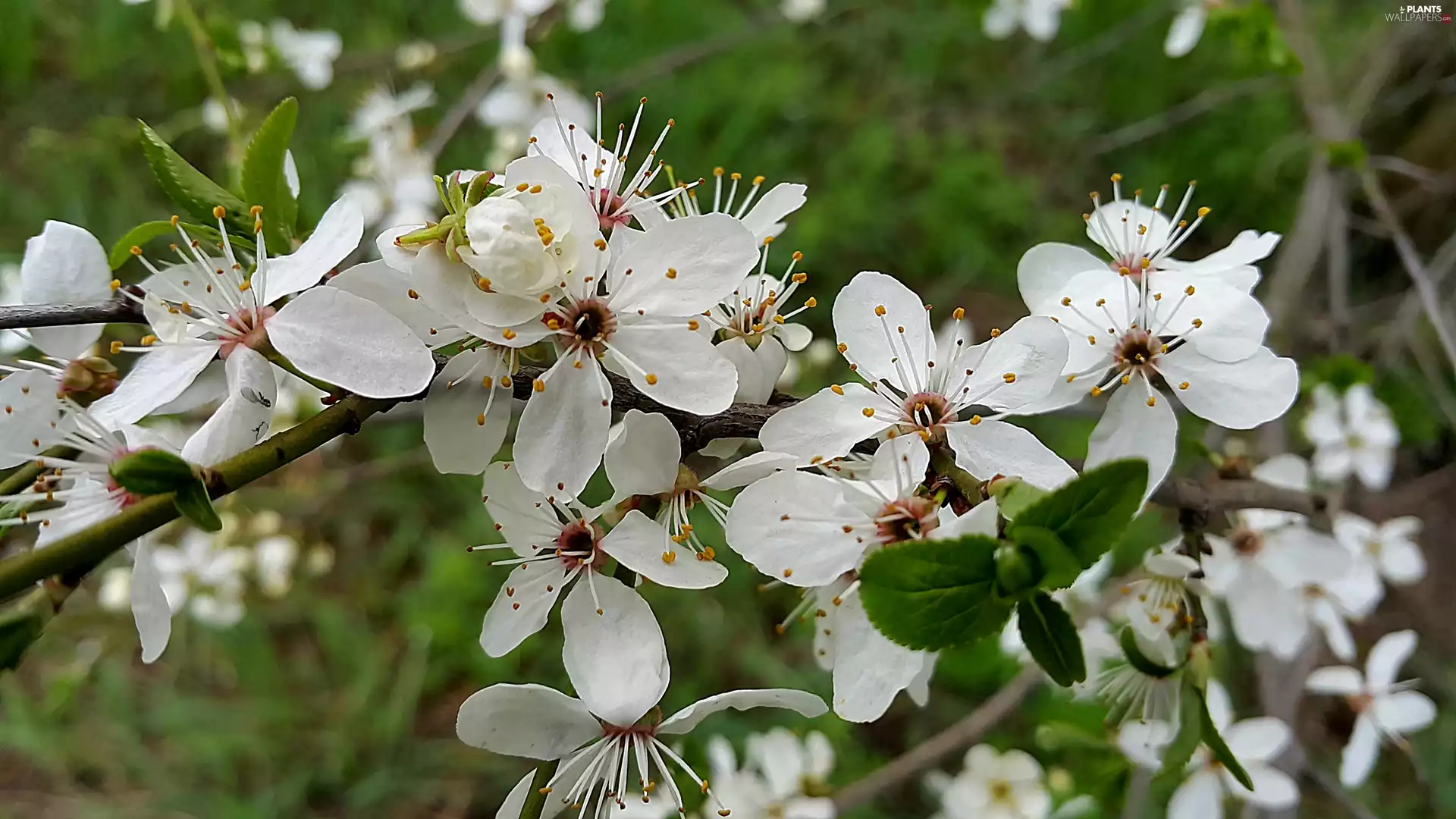 fruit, Flowers, trees