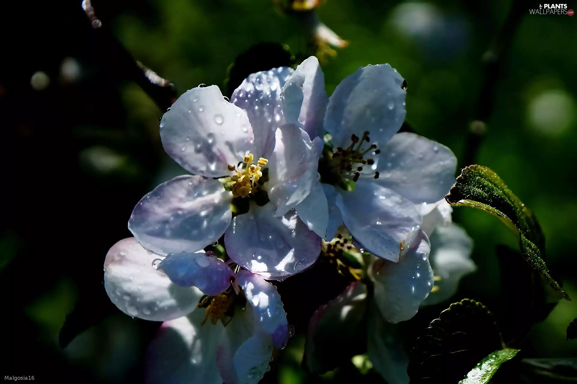 fruit, Flowers, trees