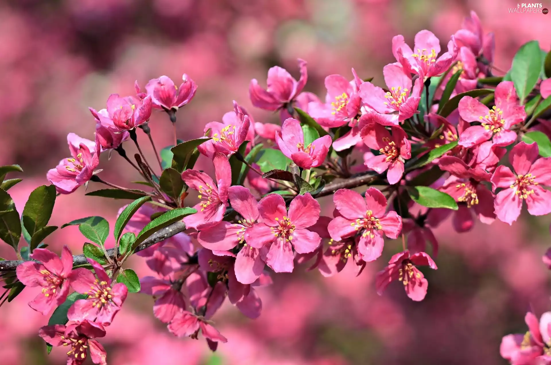 trees, Pink, Flowers, fruit