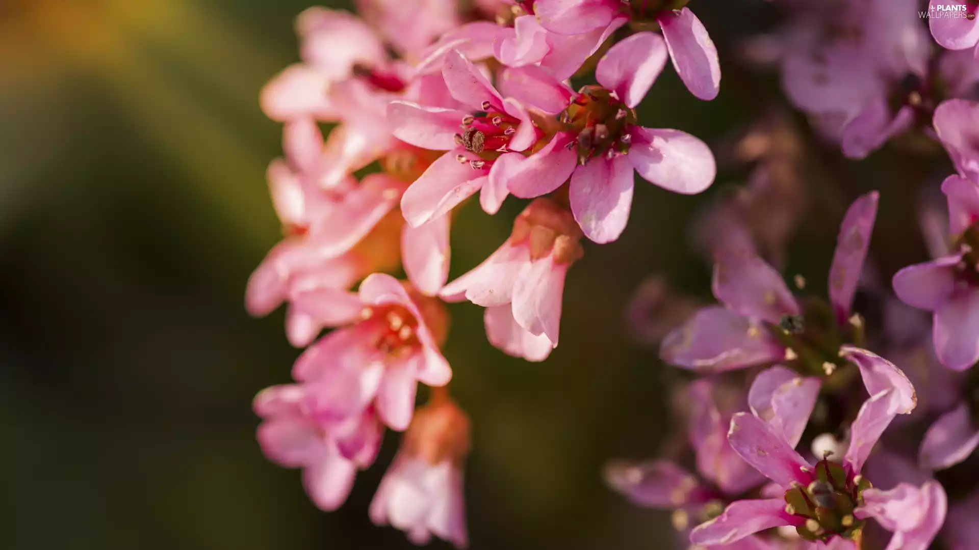 trees, Pink, Flowers, fruit