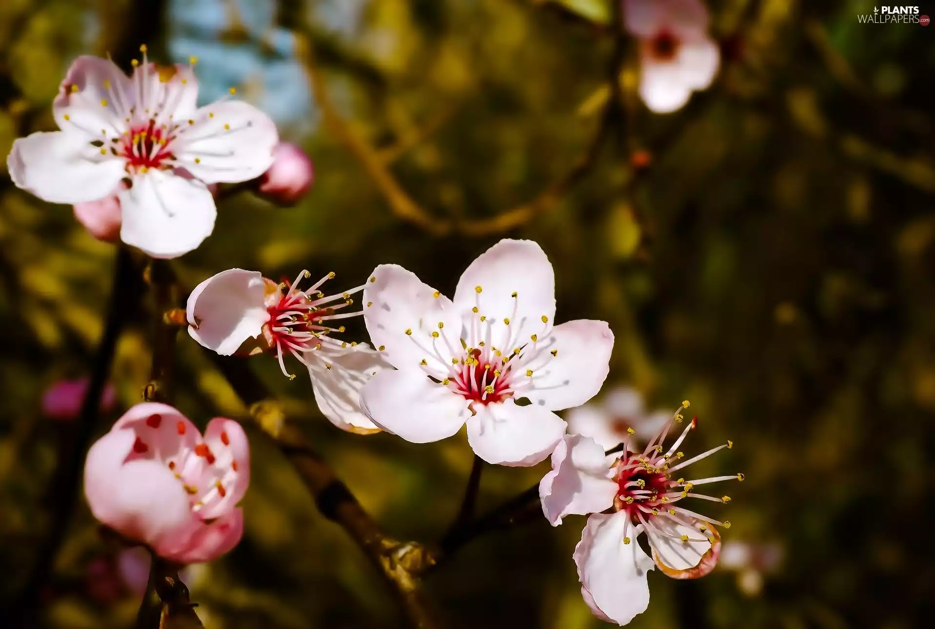 trees, Pink, Flowers, fruit